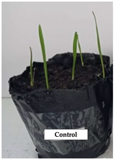 Polymers 17 01330 i001
