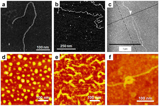 Visualization of Single Polymer Chains with Atomic Force