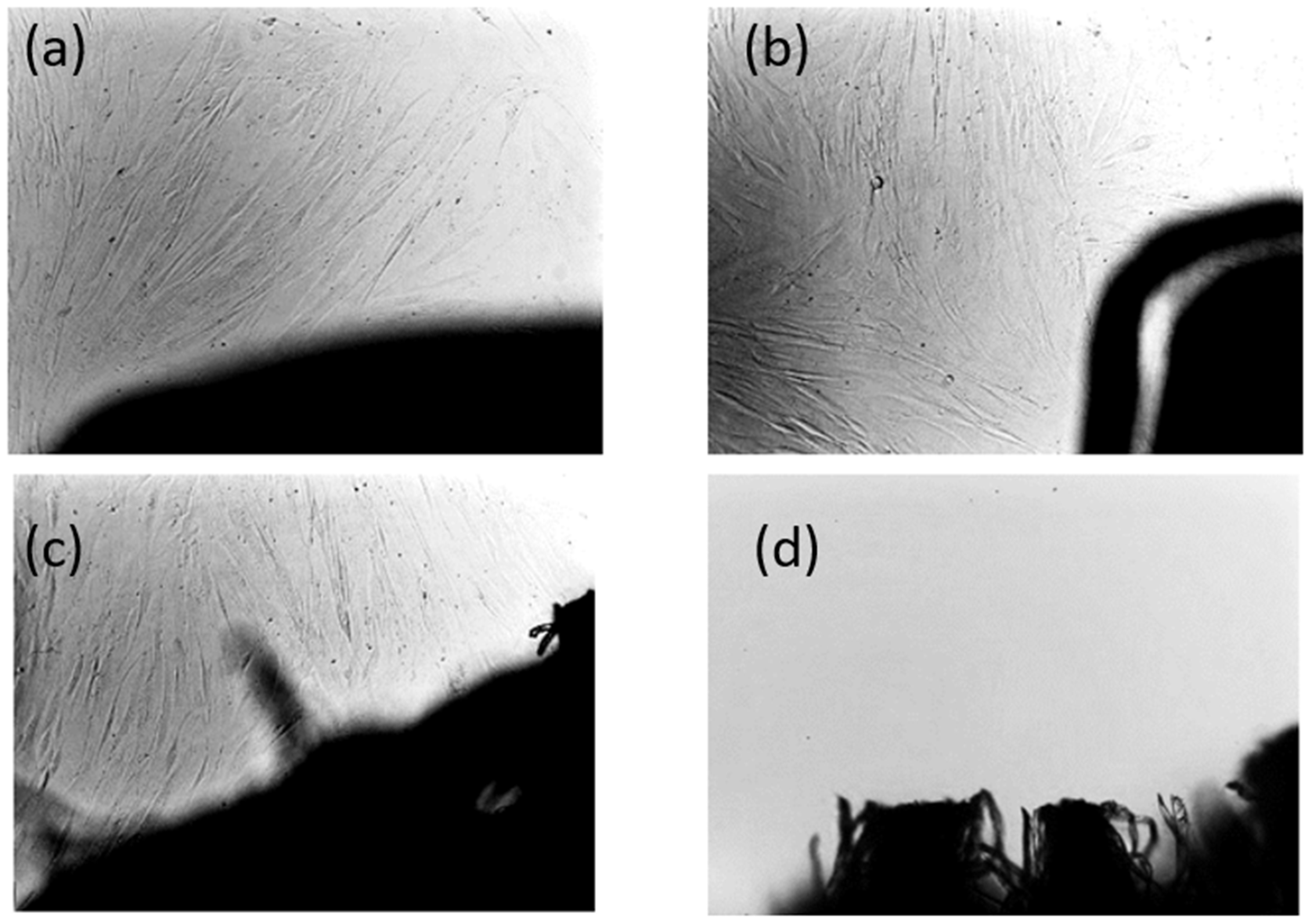 Polymers 17 01477 g022