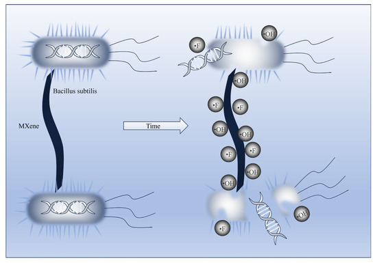 Preparation of Highly Antibacterial MXene Nanofiltration