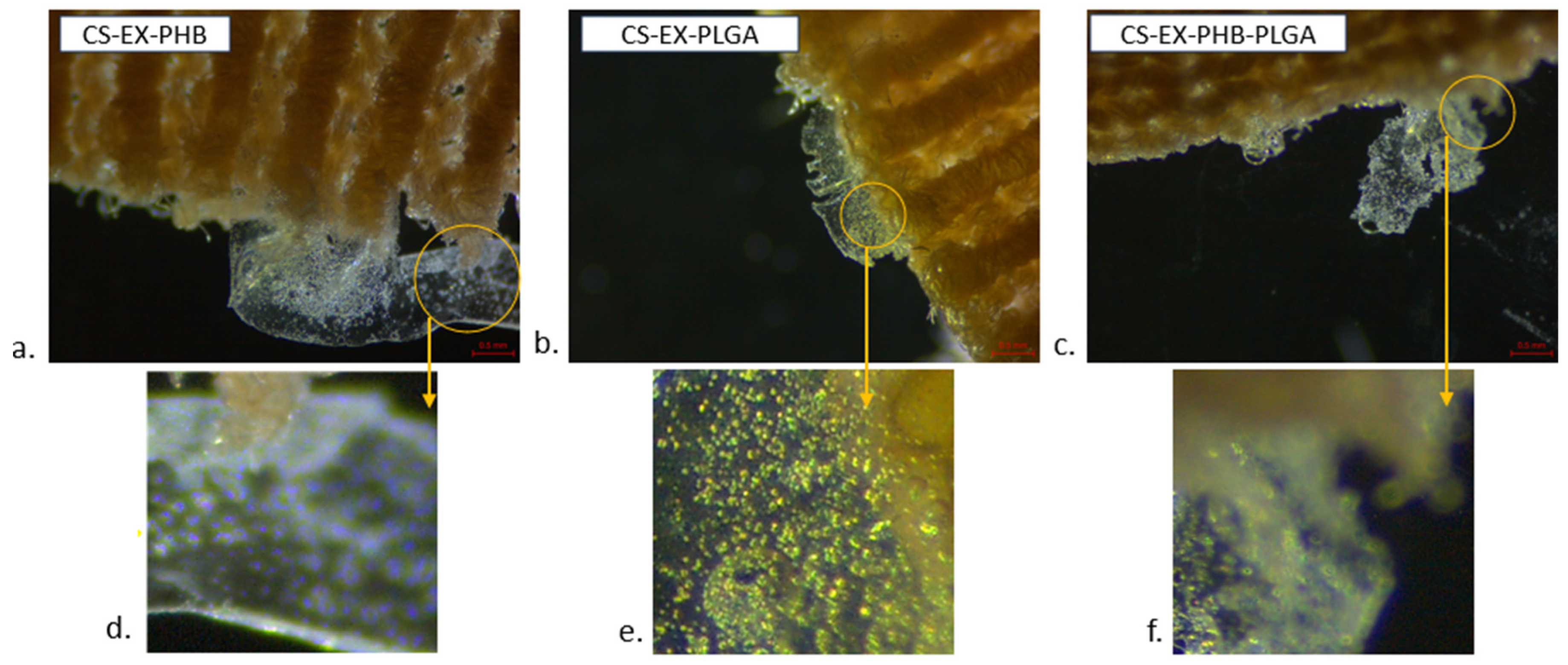 Polymers 17 01499 g007