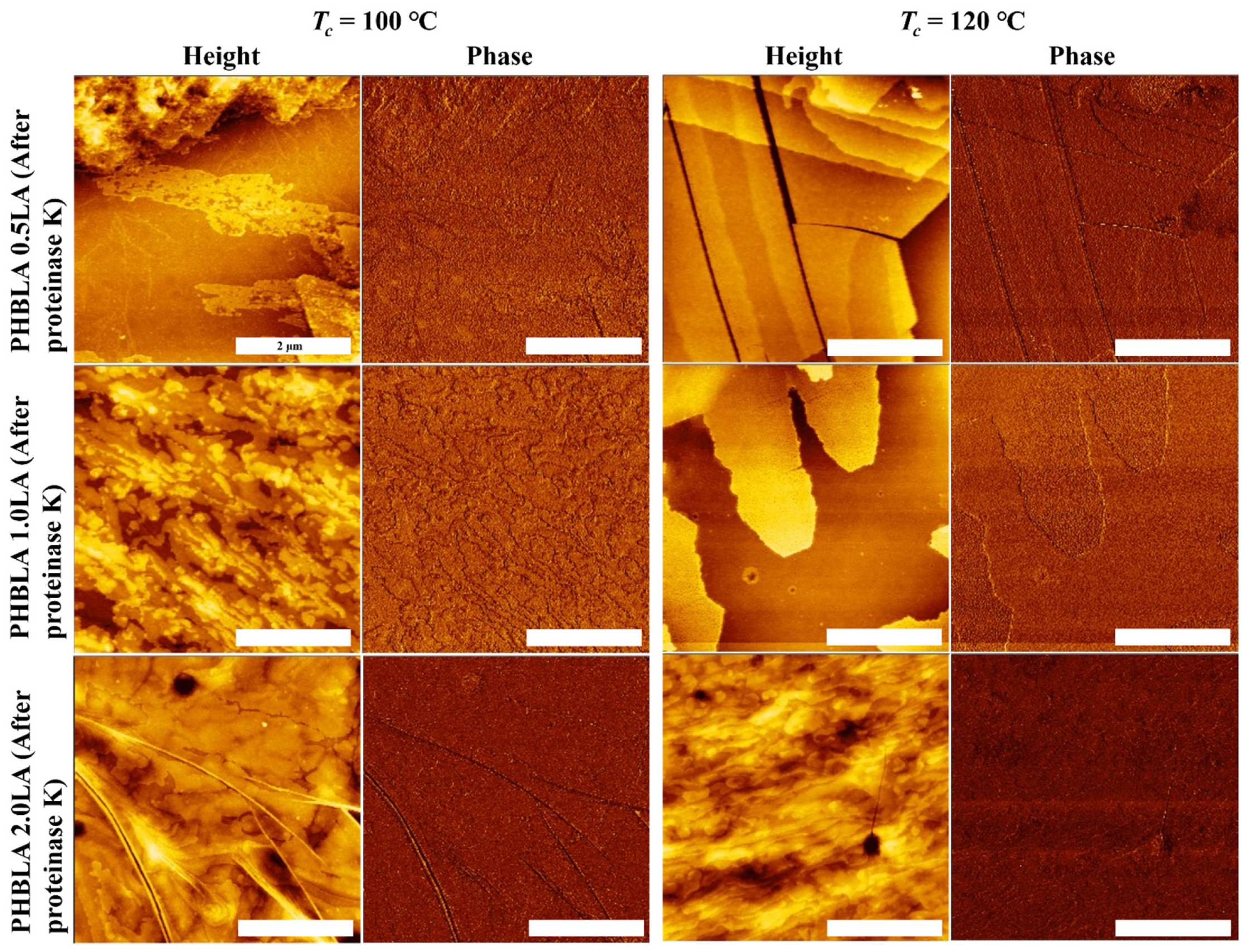 Polymers 17 01558 g014