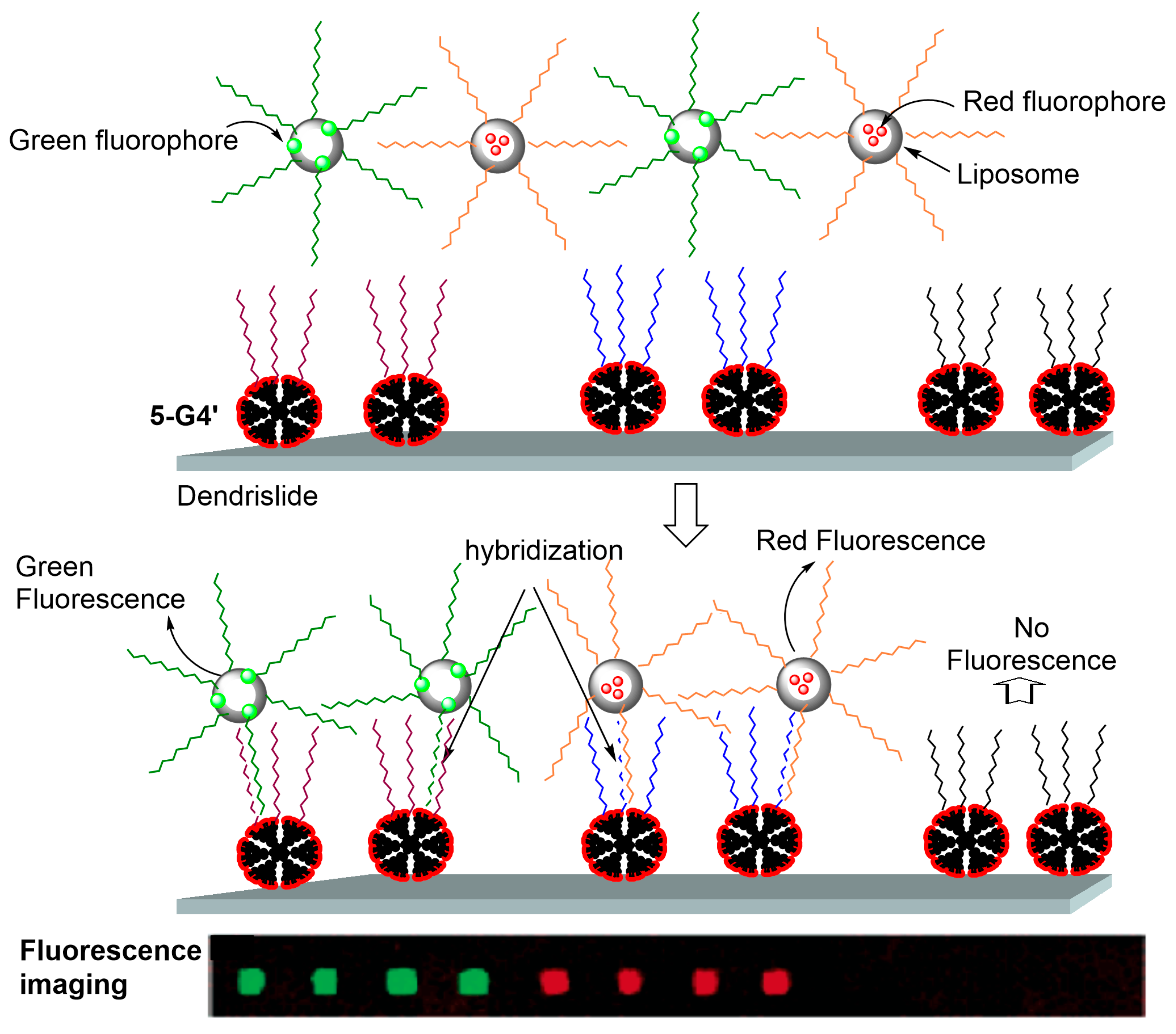 Polymers 17 01591 g008