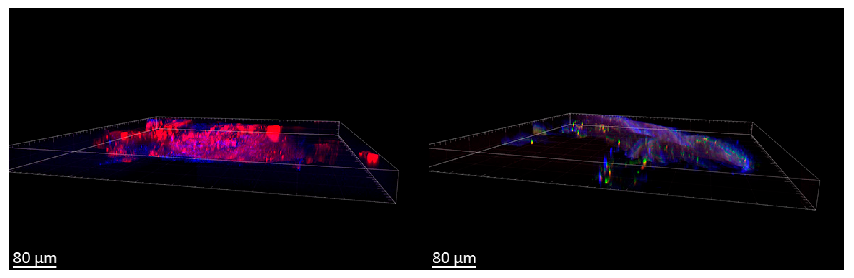 Polymers 17 01690 g016