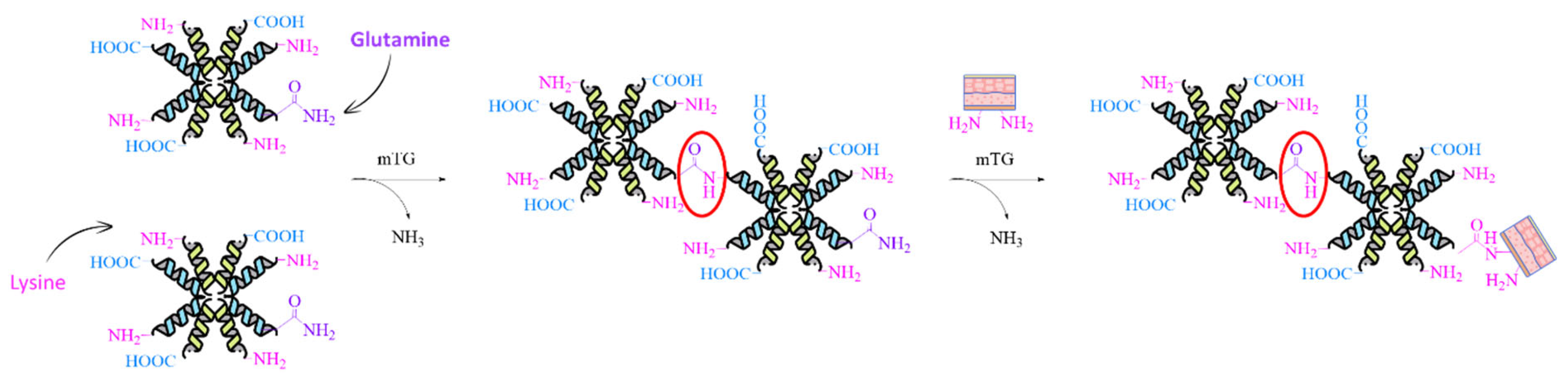 Polymers 17 01749 sch004 Polymers 17 01749 sch004