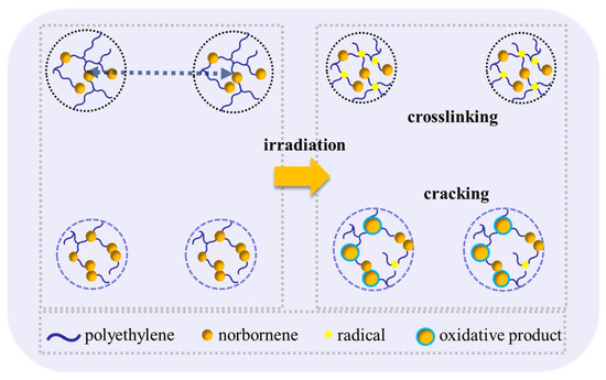 Gamma Irradiation-Induced Changes in Microstructure of Cyclic