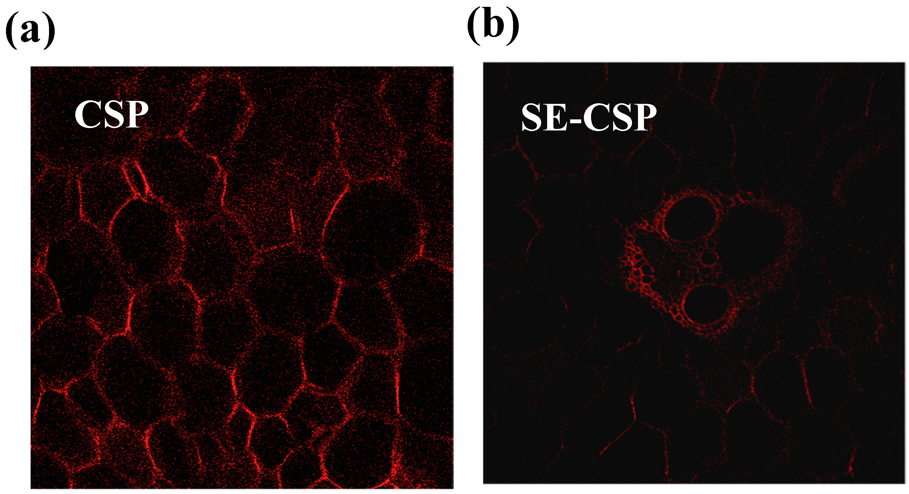 ノン Self-Replicating Catalyzed Hairpin Assembly for Rapid Signal