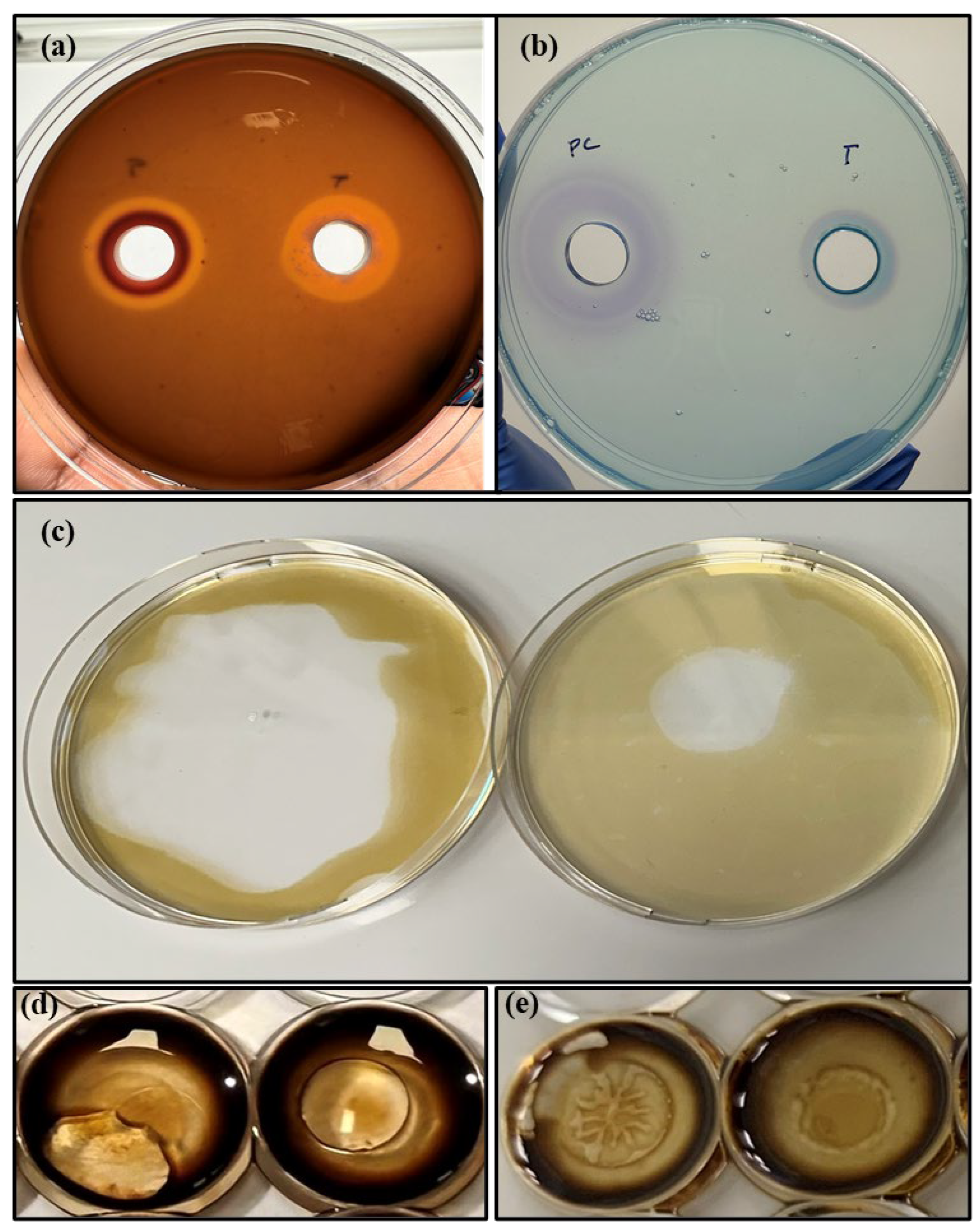 Polymers 17 01808 g008