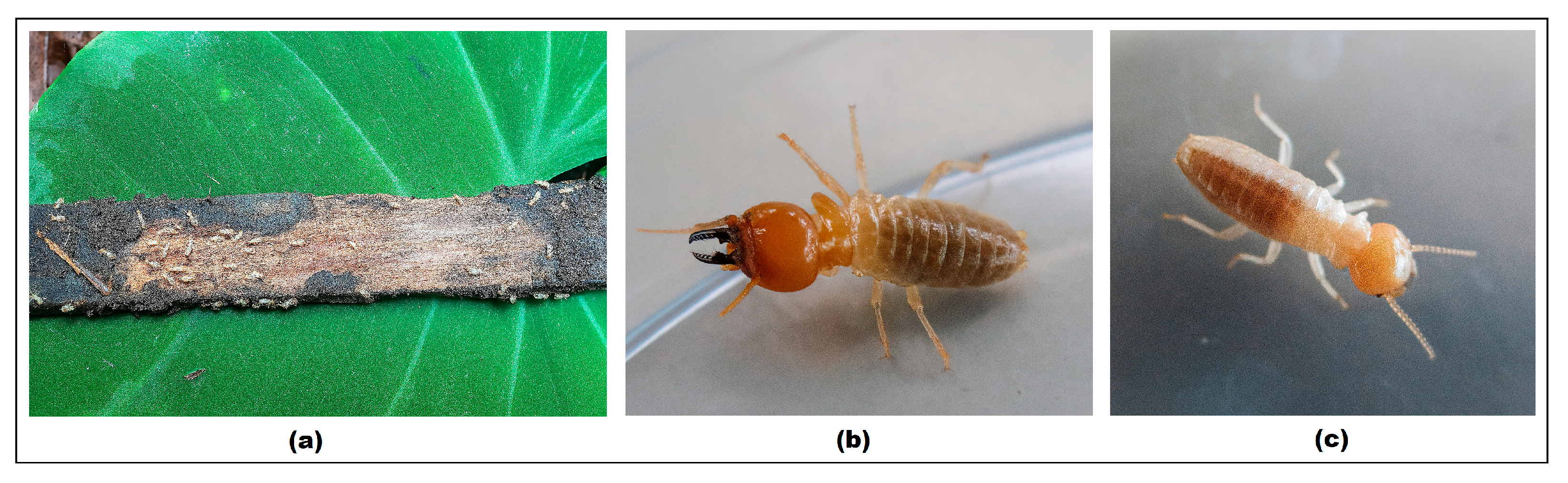 Polymers 17 01945 g006