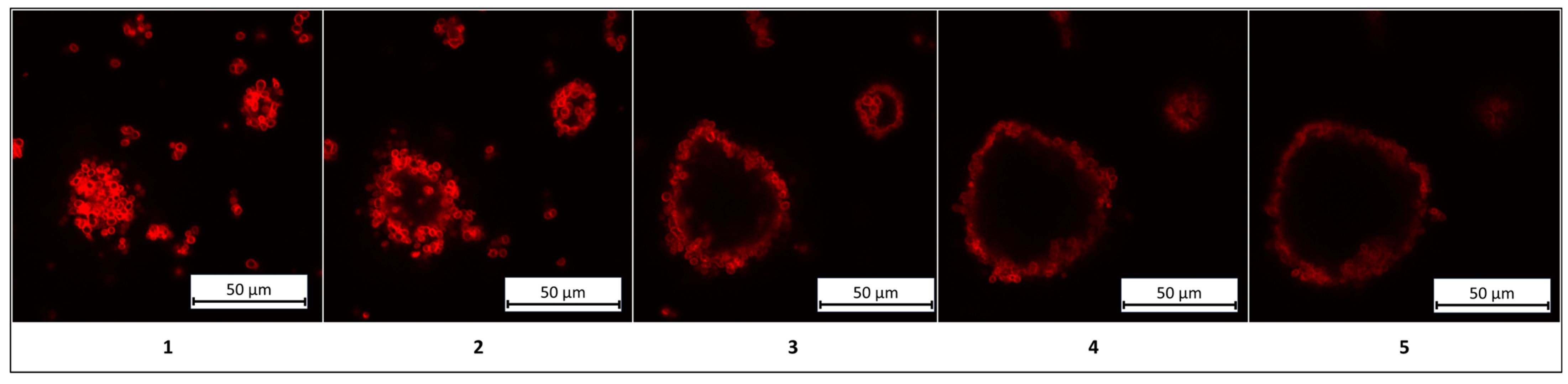 Polymers 17 01975 g006