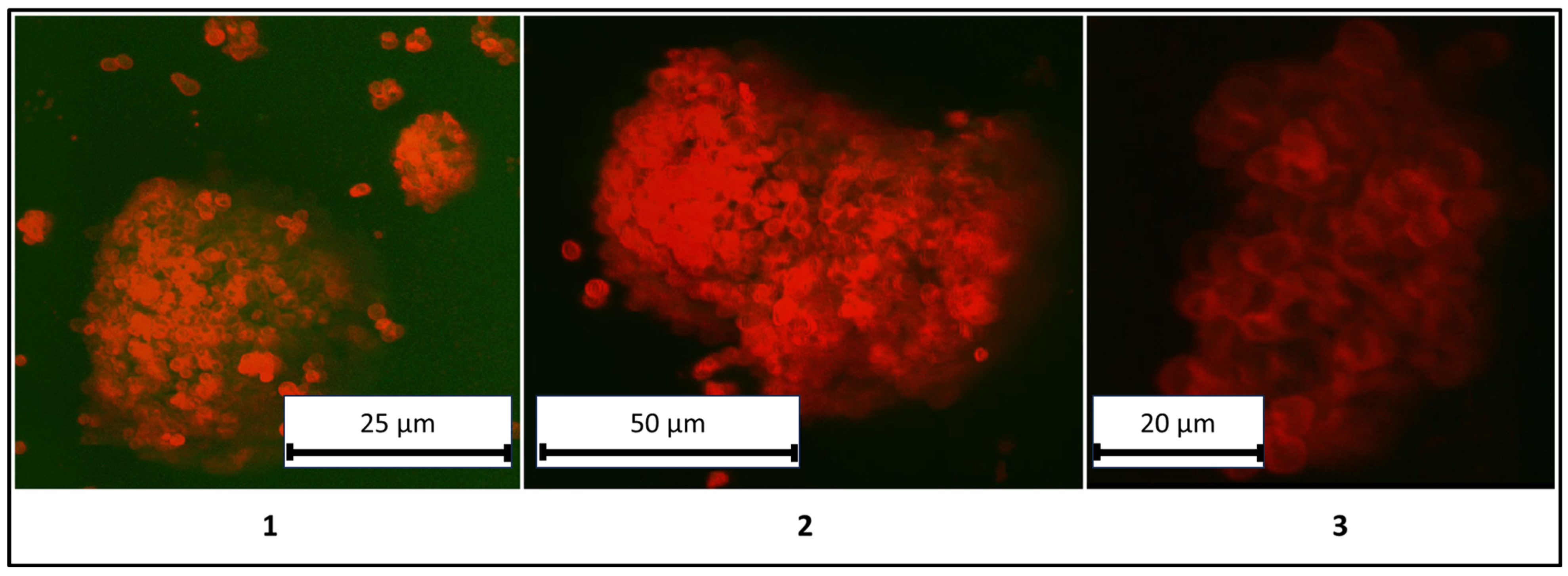 Polymers 17 01975 g007