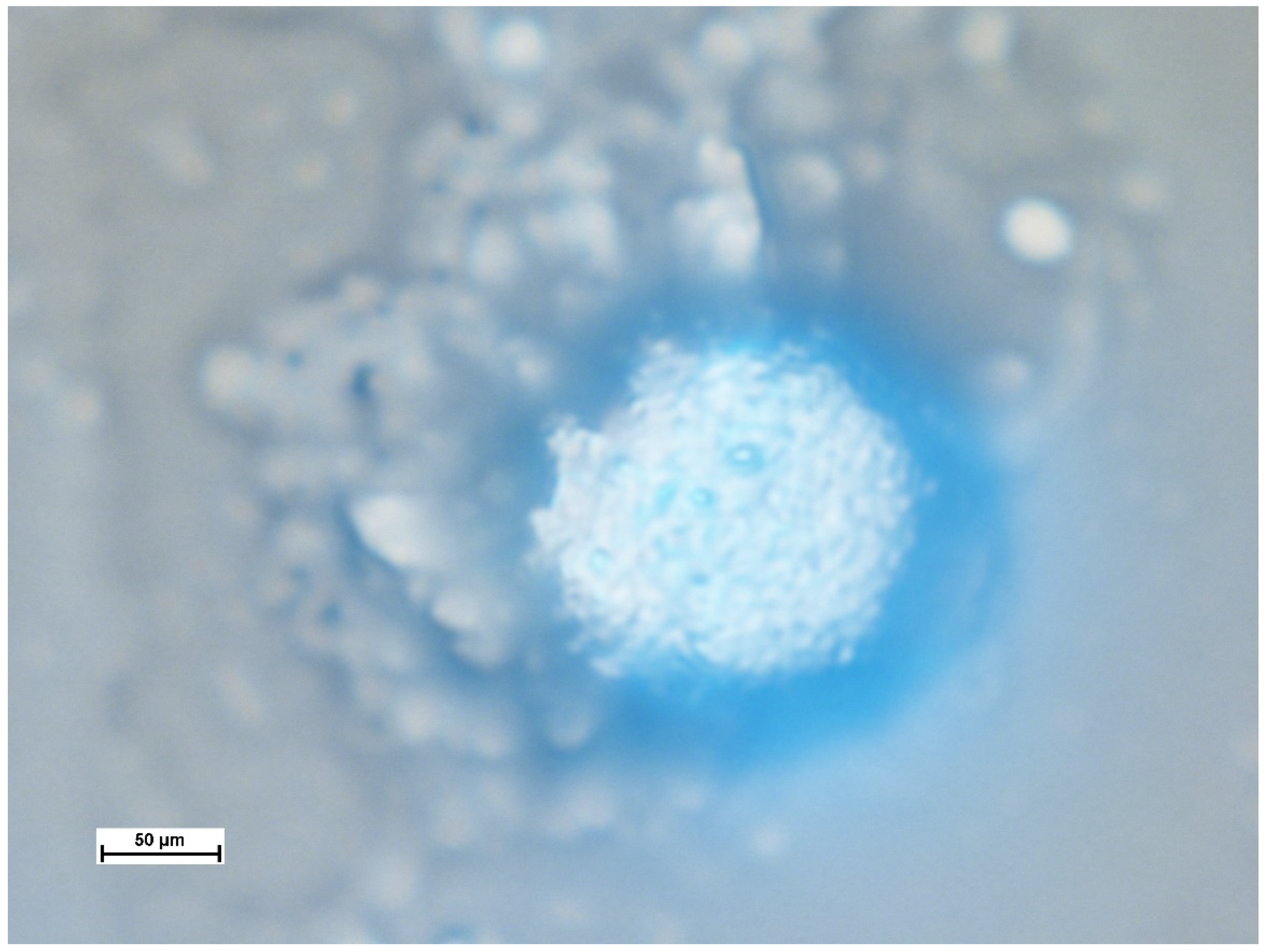 Polymers 17 01975 g009