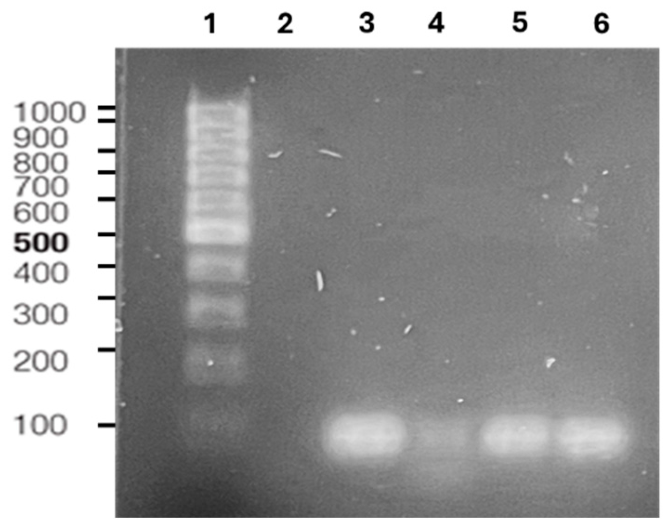 Polymers 17 01978 g004