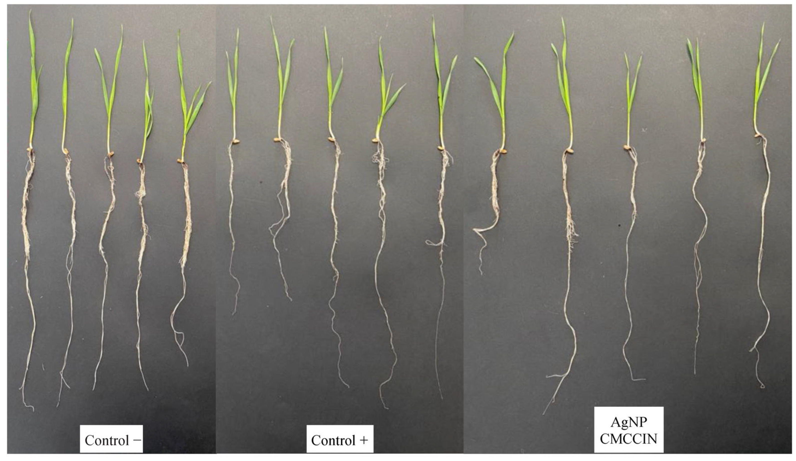 Polymers 17 02031 g005