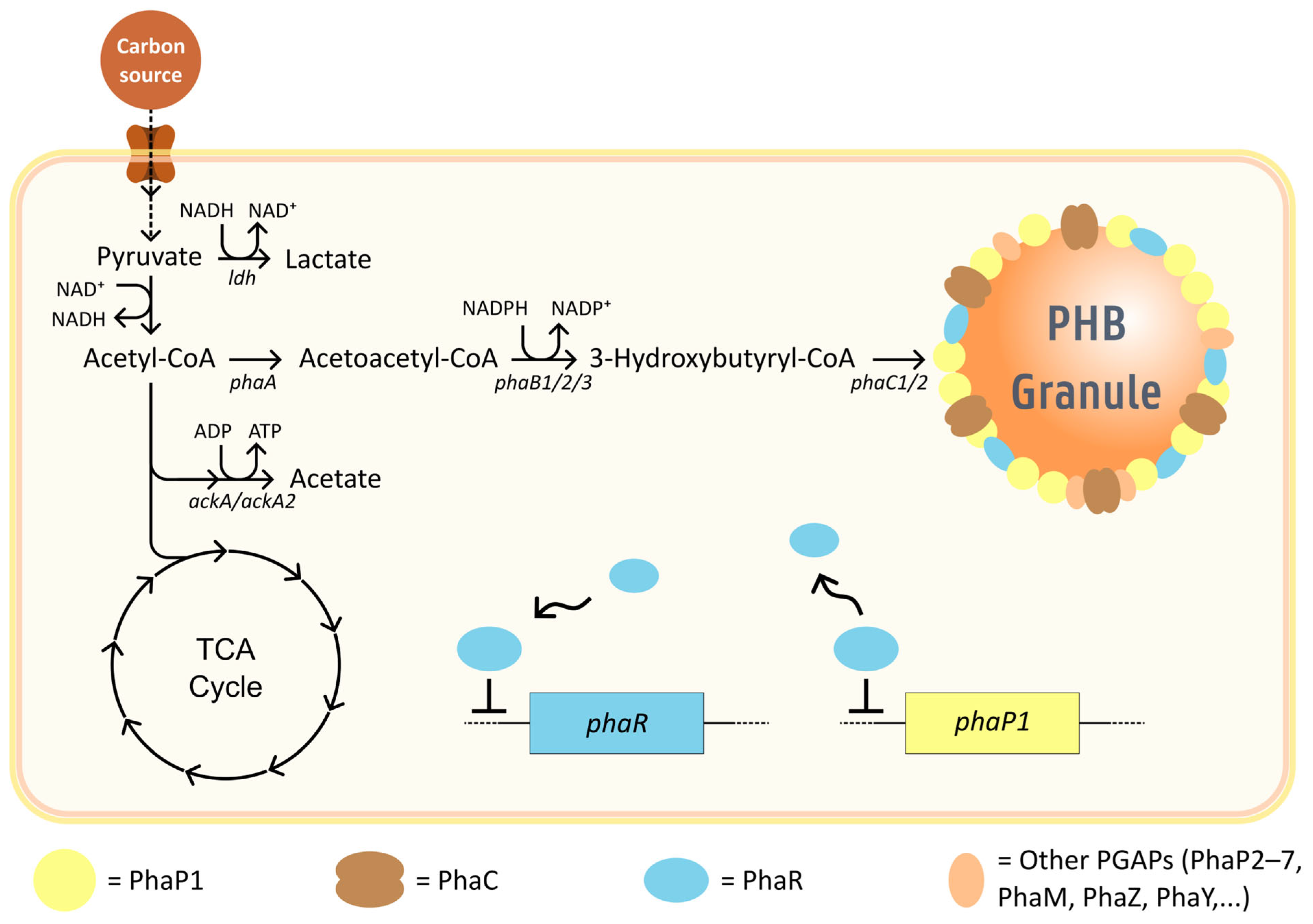 Polymers 17 02104 g002