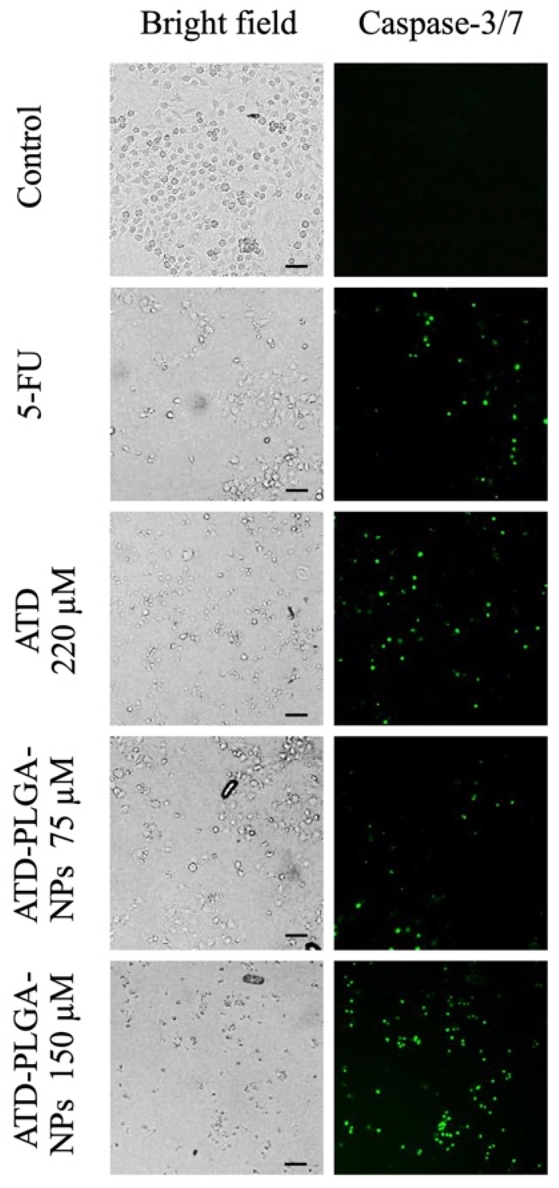 Polymers 17 02151 g003