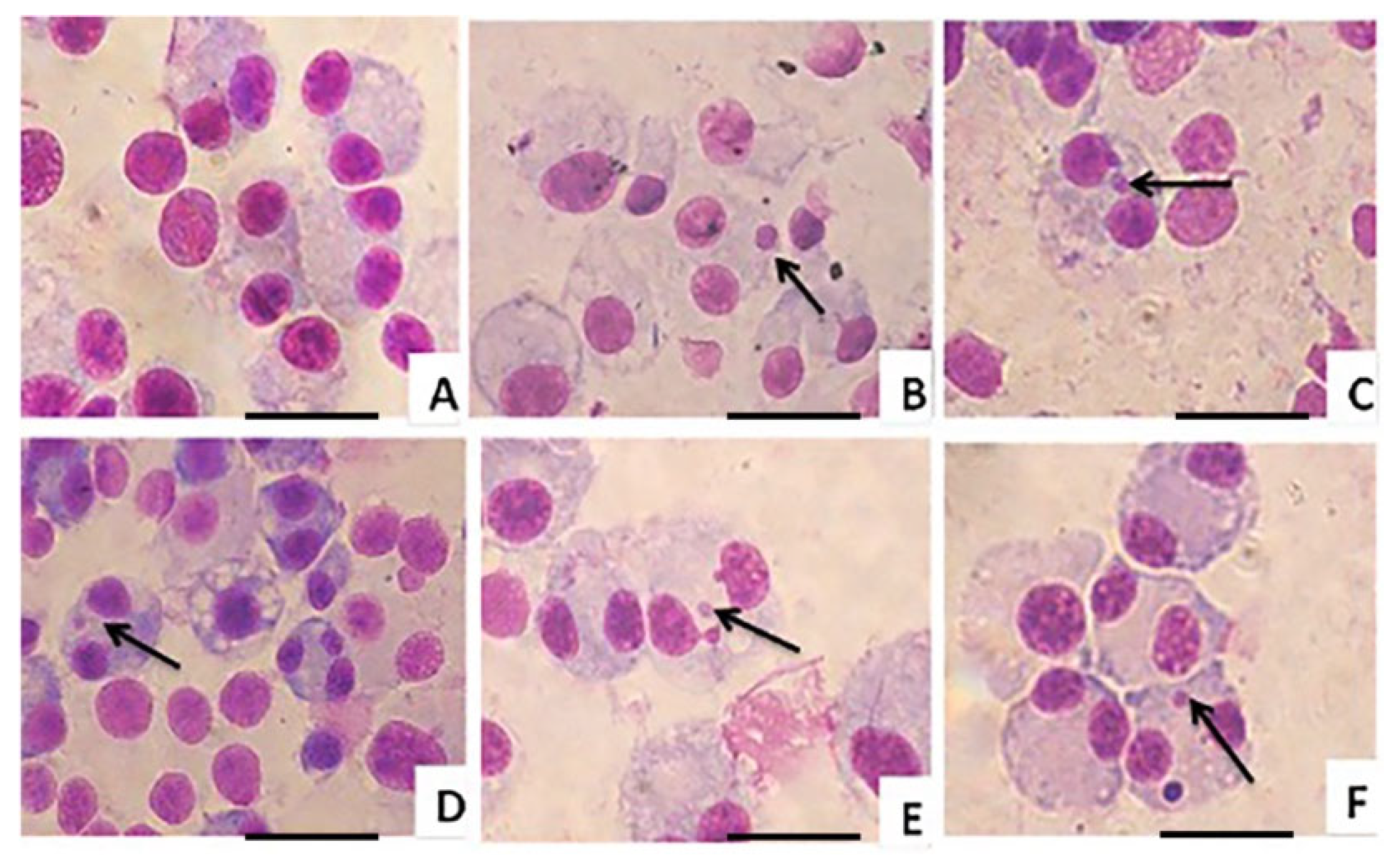 Polymers 17 02151 g005