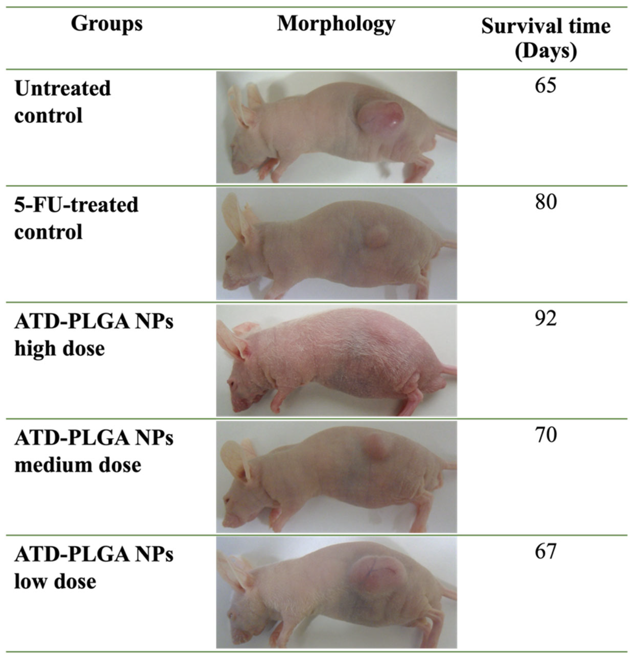 Polymers 17 02151 g006