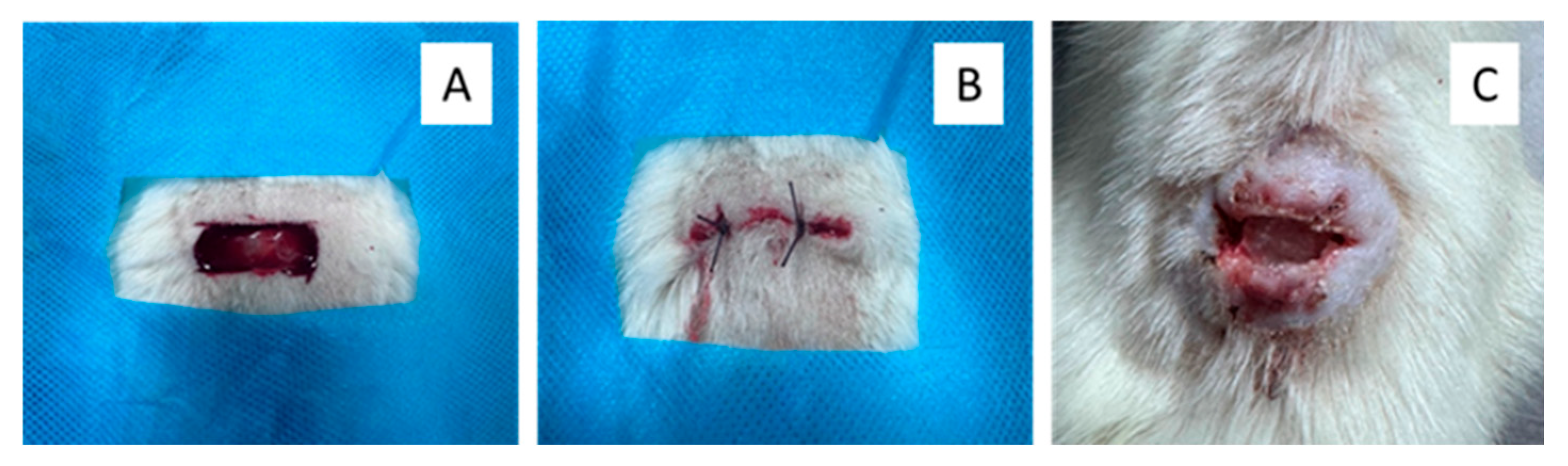 Polymers 17 02225 g001 Polymers 17 02225 g001