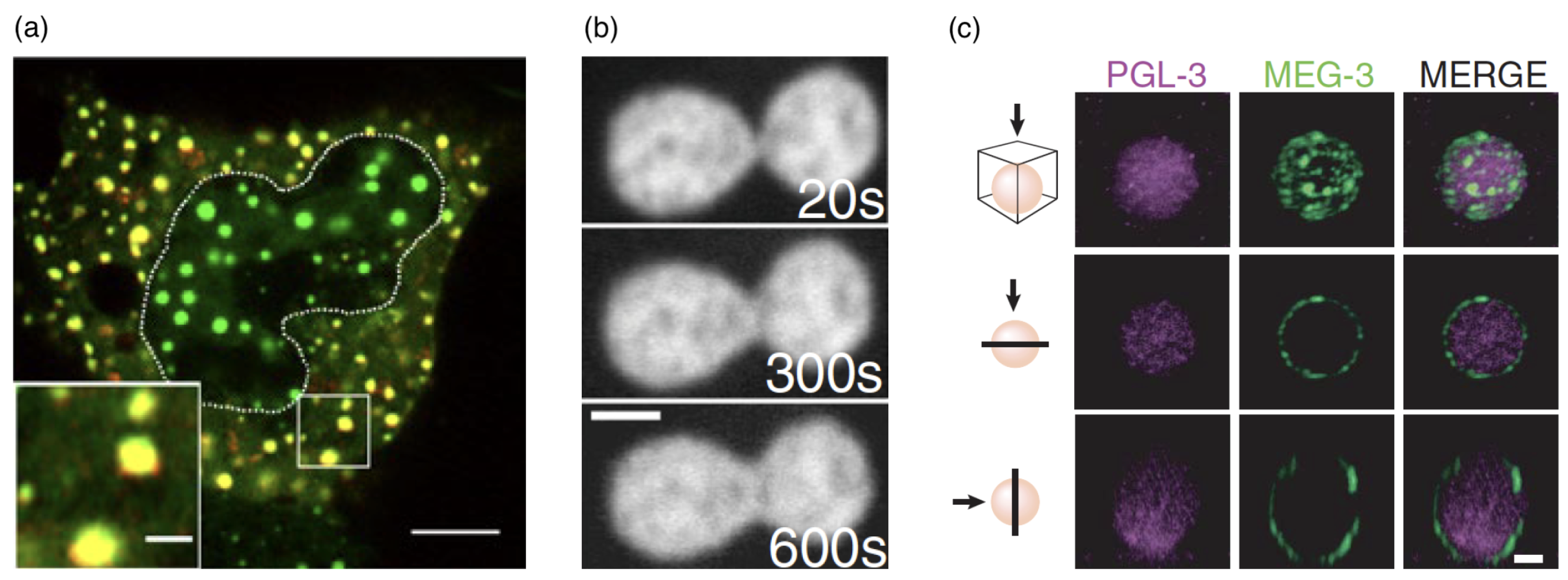 Polymers 17 02243 g011 Polymers 17 02243 g011