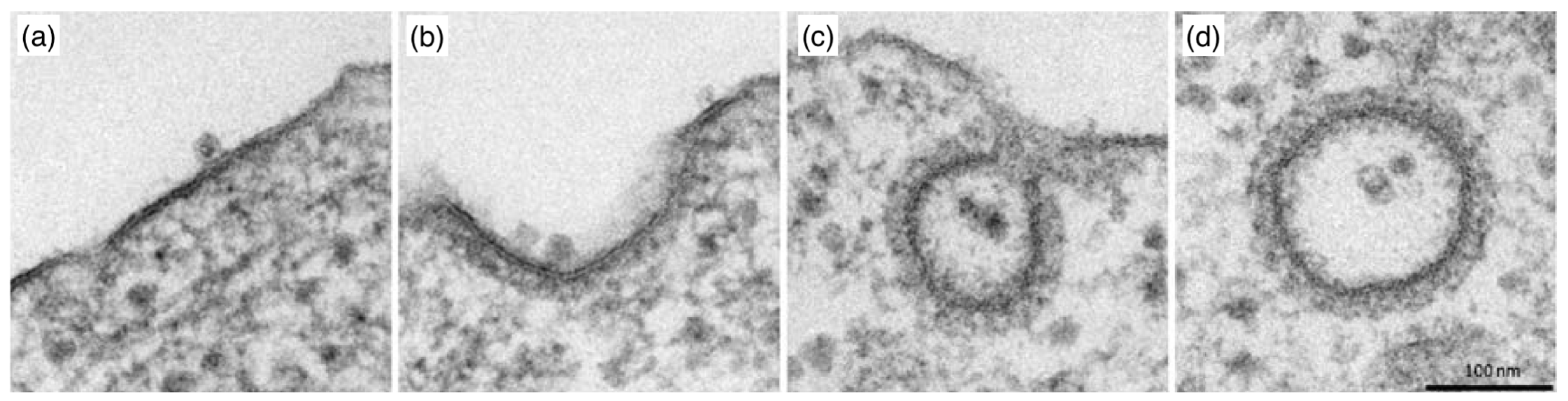Polymers 17 02243 g020 Polymers 17 02243 g020