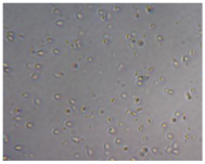 Polymers 17 02311 i080