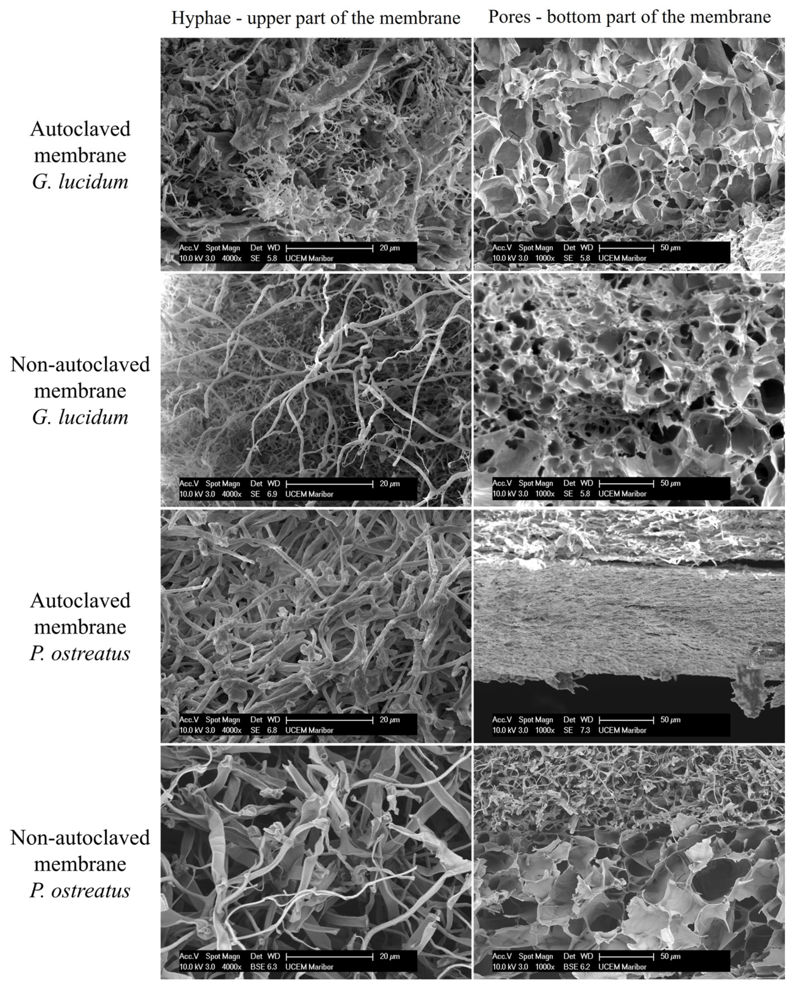 Polymers 17 02334 g006