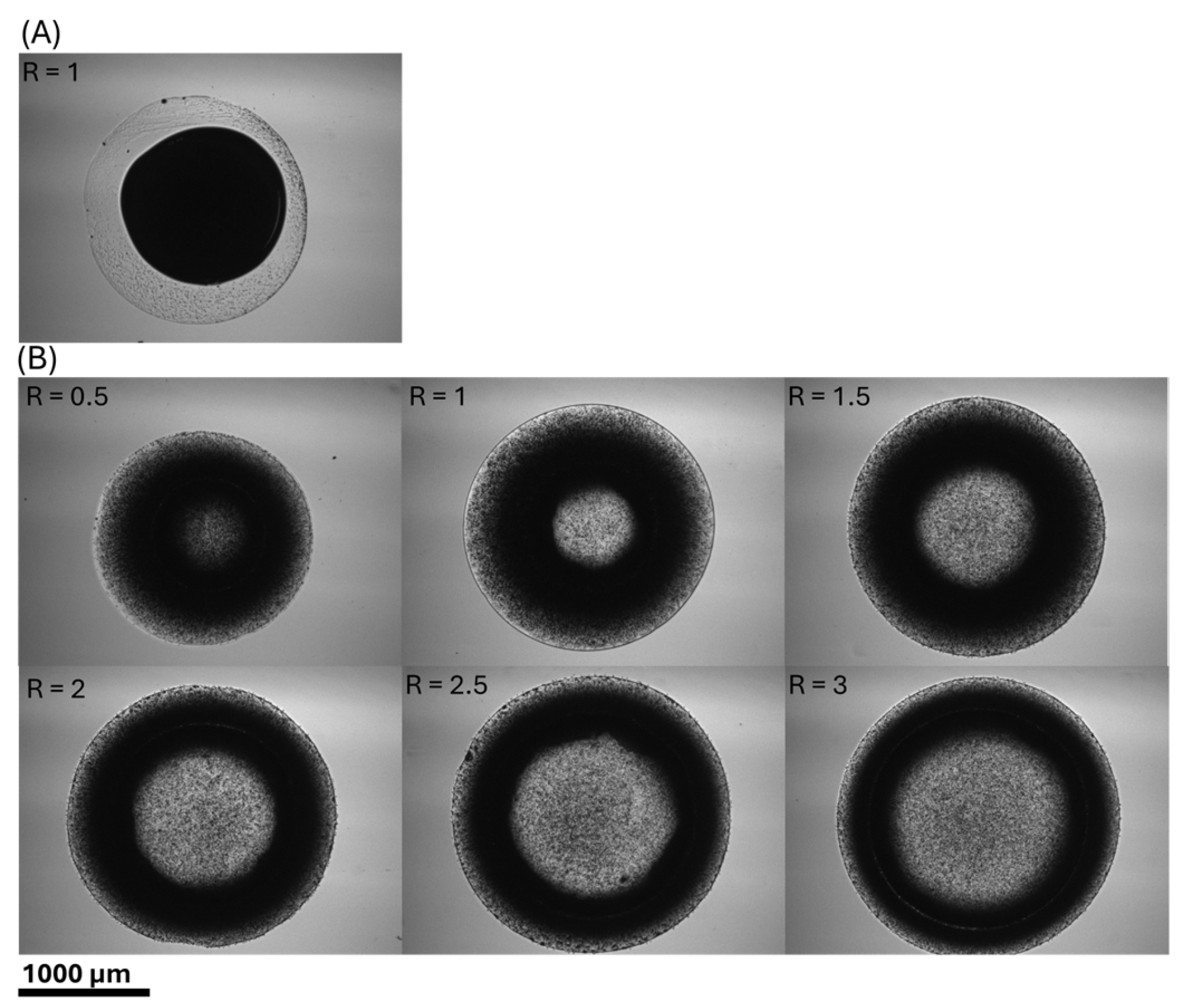 Polymers 17 02341 g004 Polymers 17 02341 g004