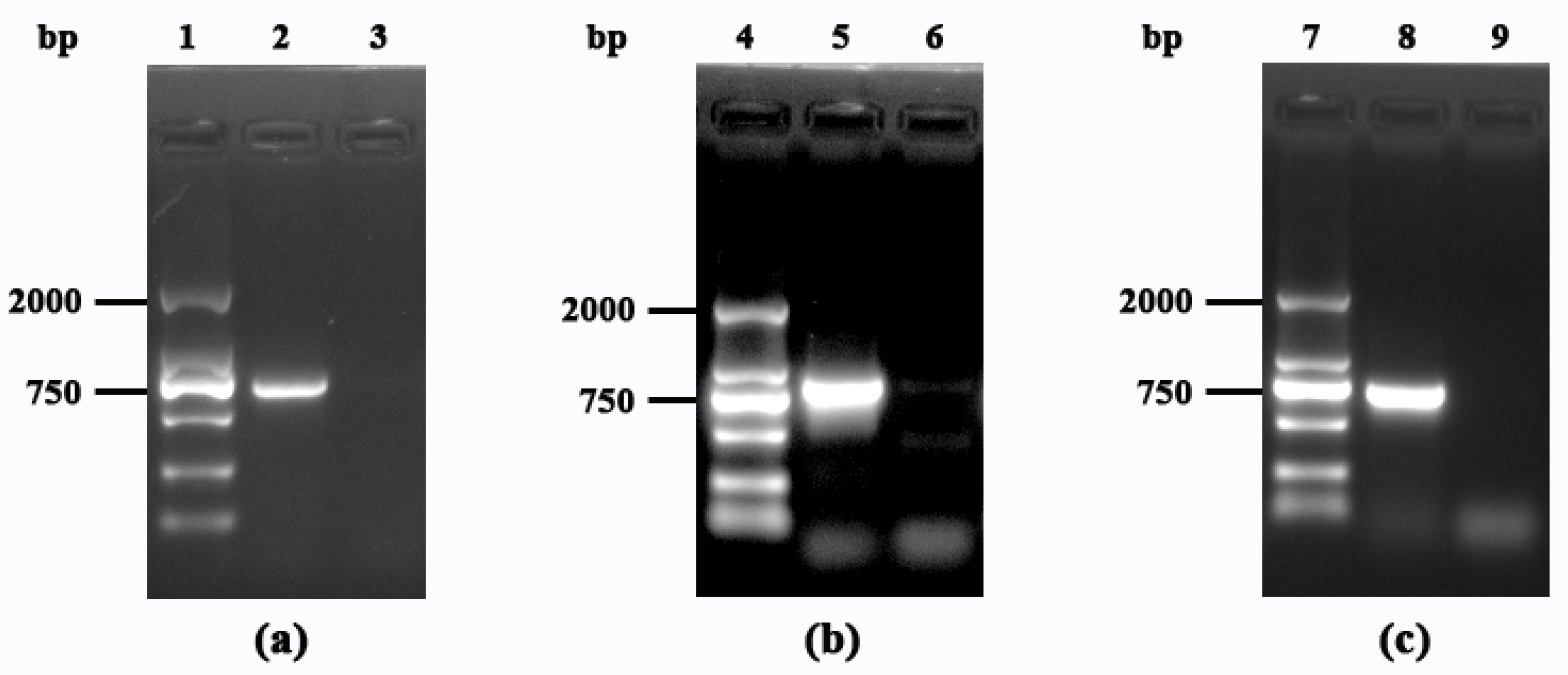 Polymers 17 02473 g002 Polymers 17 02473 g002