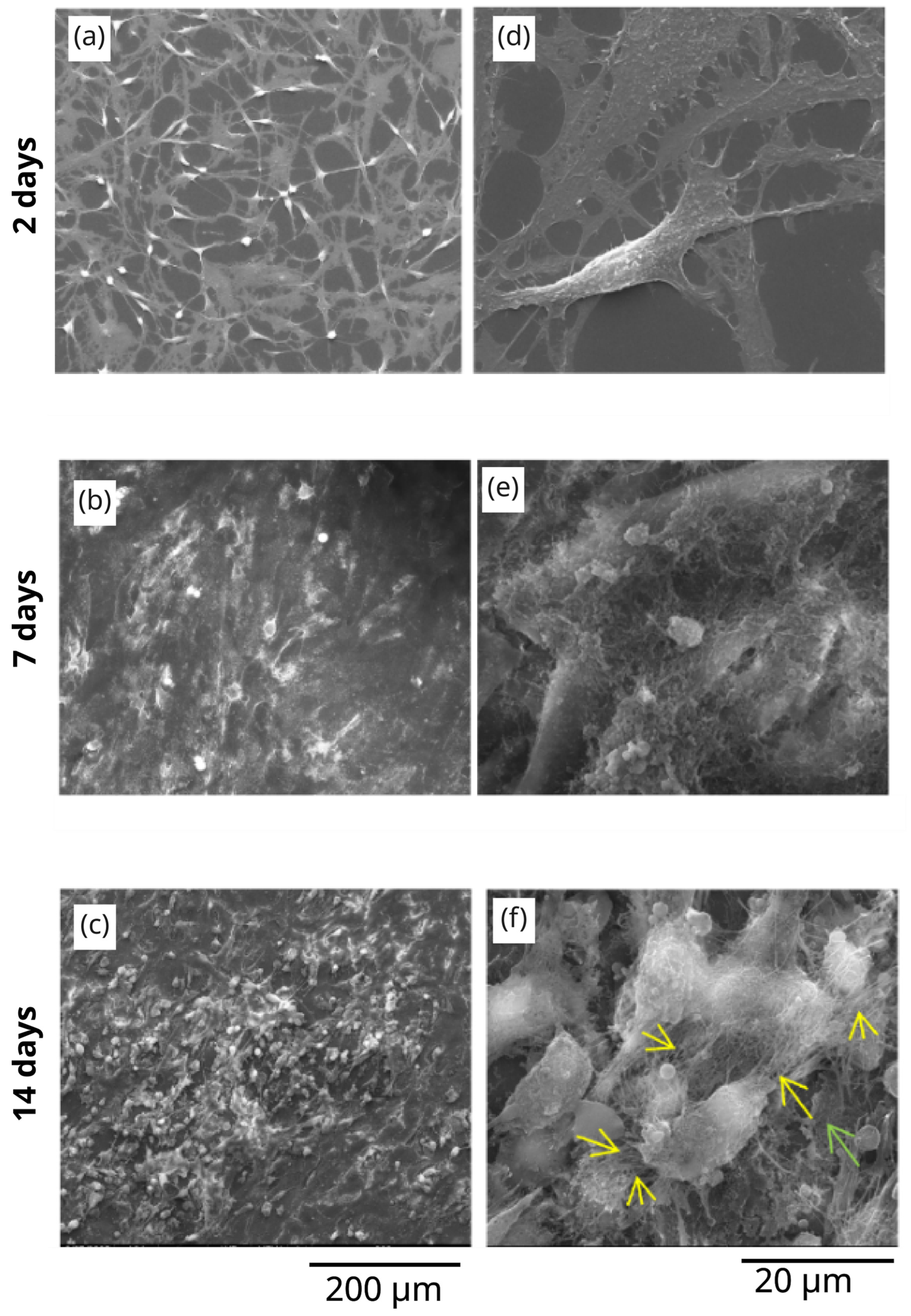 Polymers 17 02620 g005 Polymers 17 02620 g005