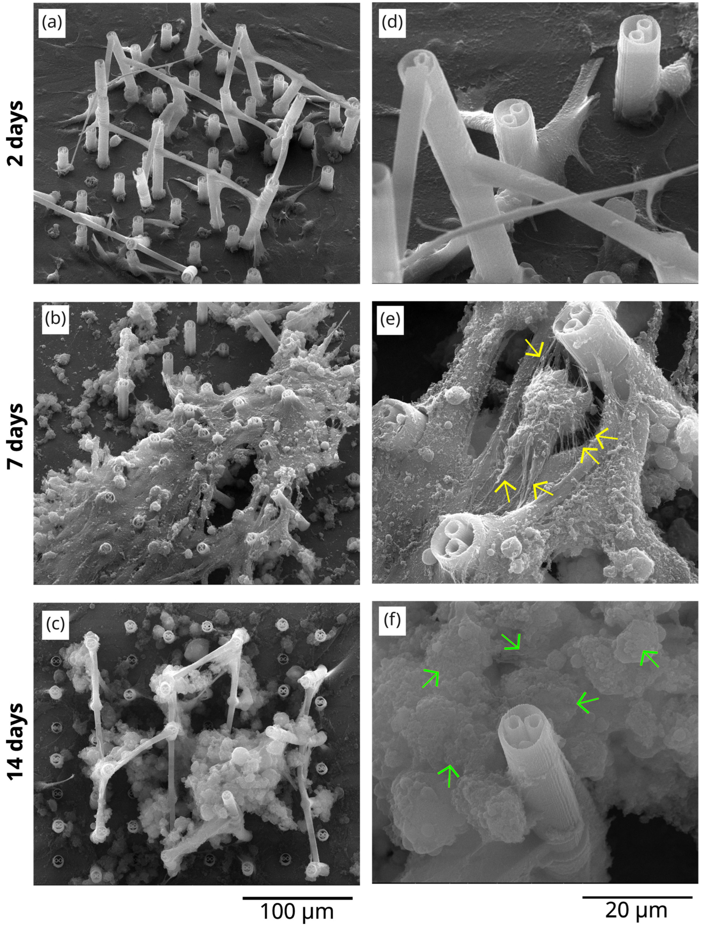 Polymers 17 02620 g006 Polymers 17 02620 g006