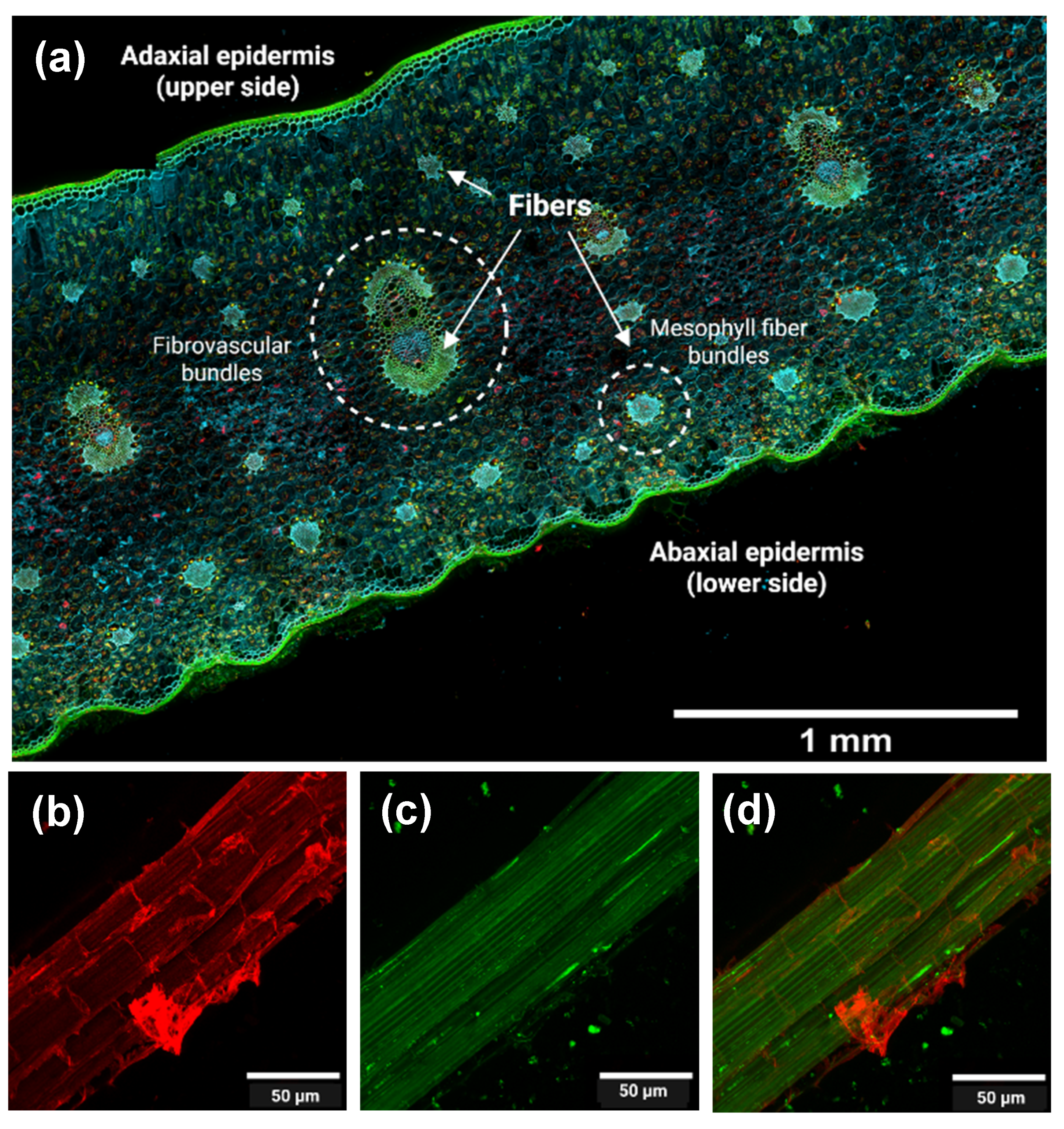 Polymers 17 02671 g003 Polymers 17 02671 g003