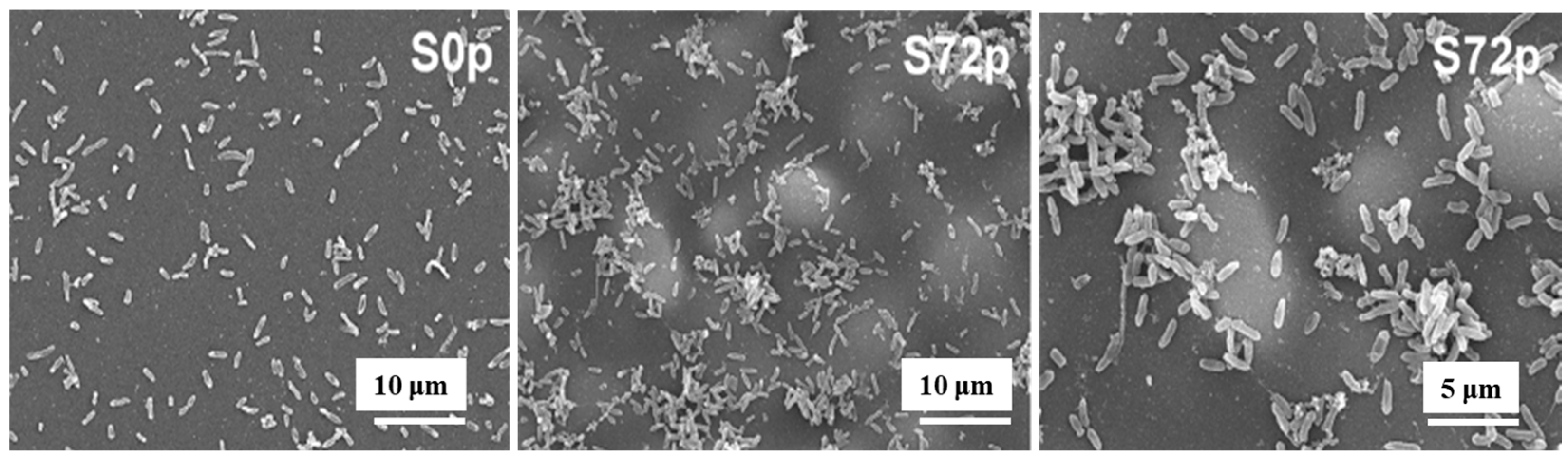 Polymers 17 02856 g005