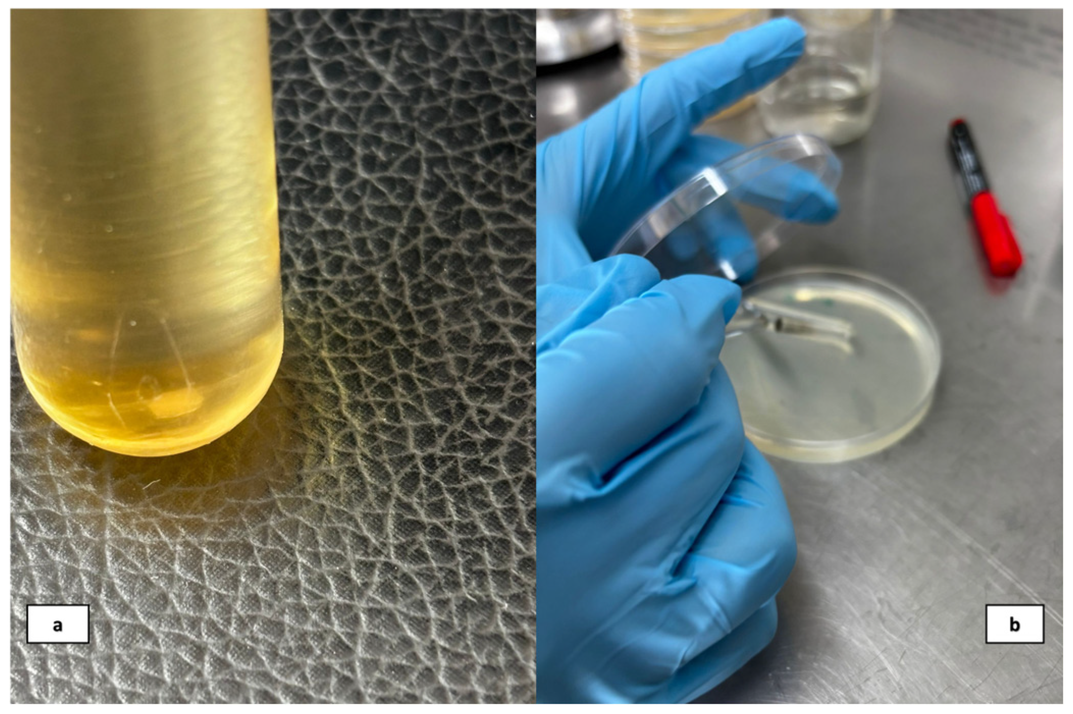 Polymers 17 02869 g001 Polymers 17 02869 g001