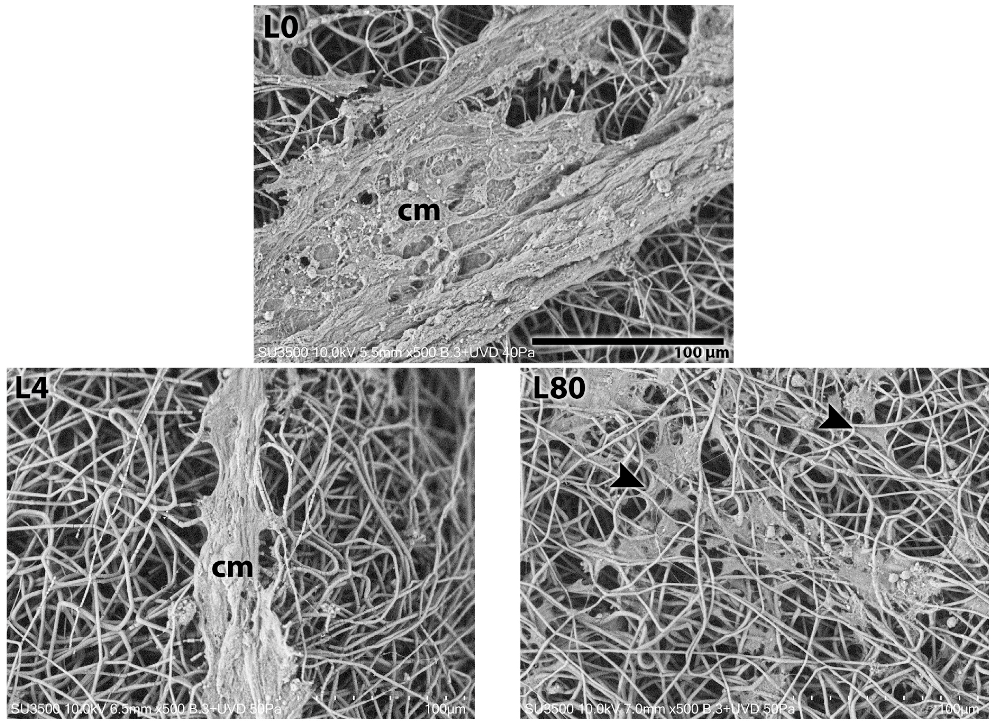 Polymers 17 02900 g005a