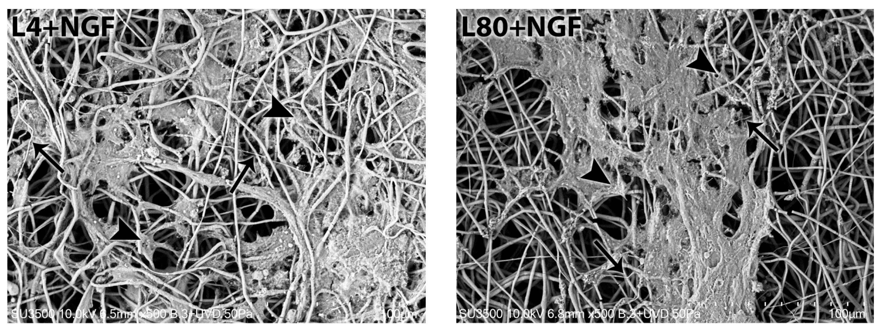 Polymers 17 02900 g005b