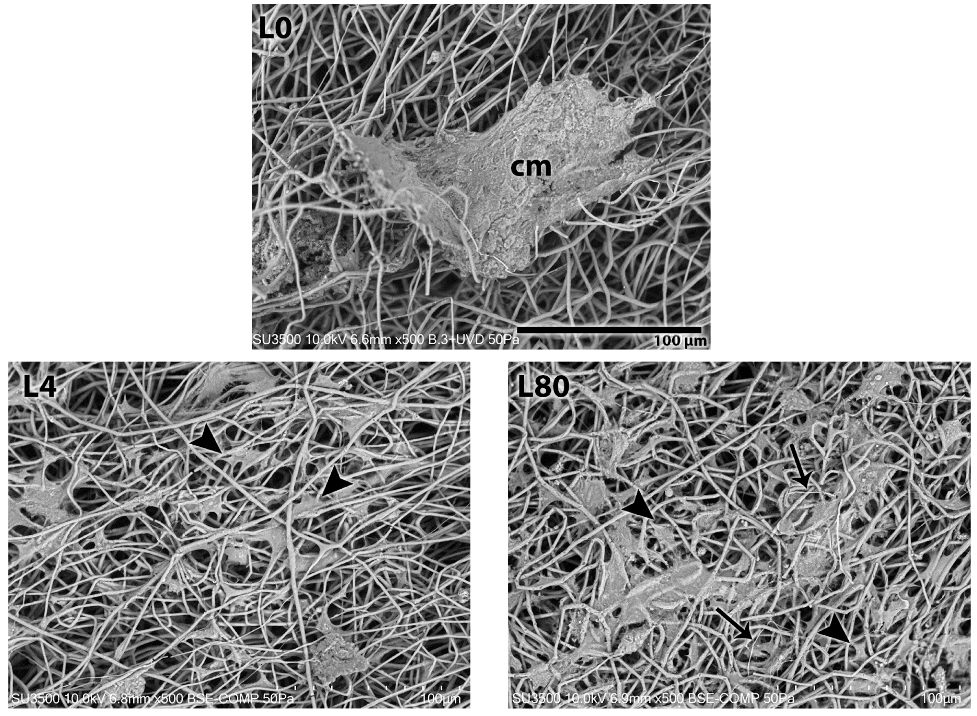 Polymers 17 02900 g006a