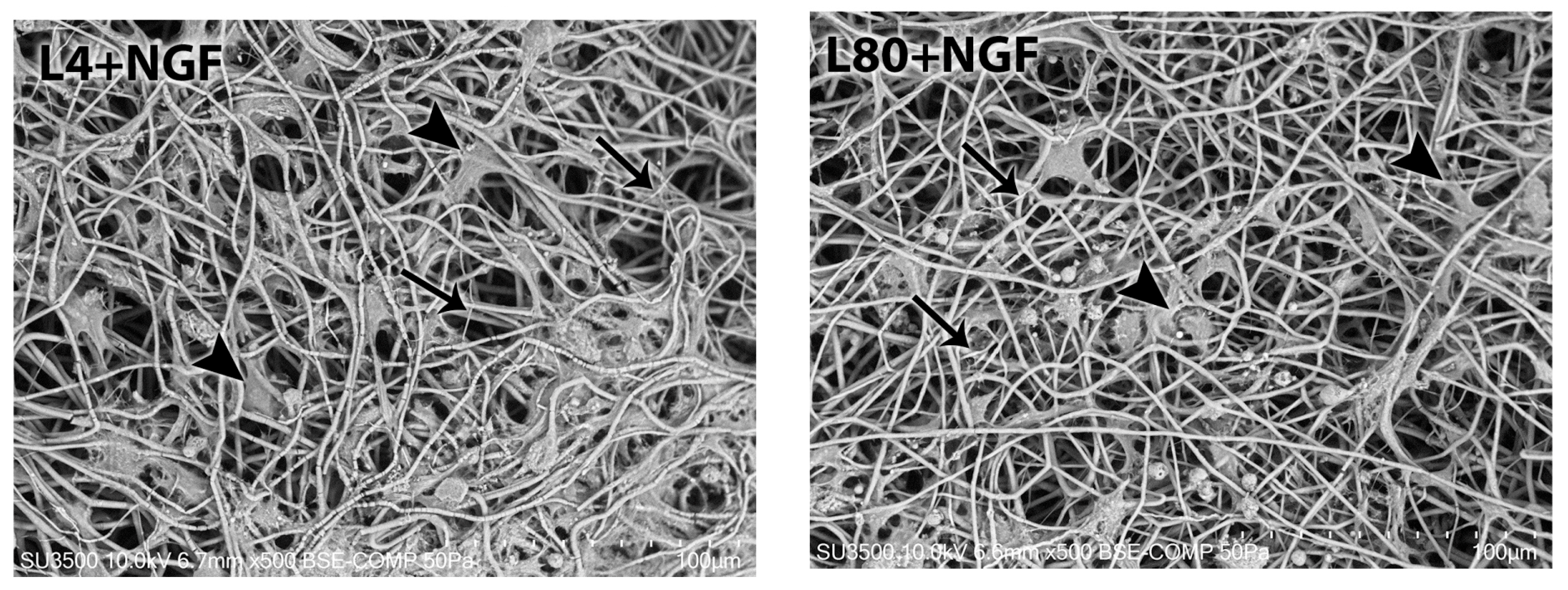 Polymers 17 02900 g006b