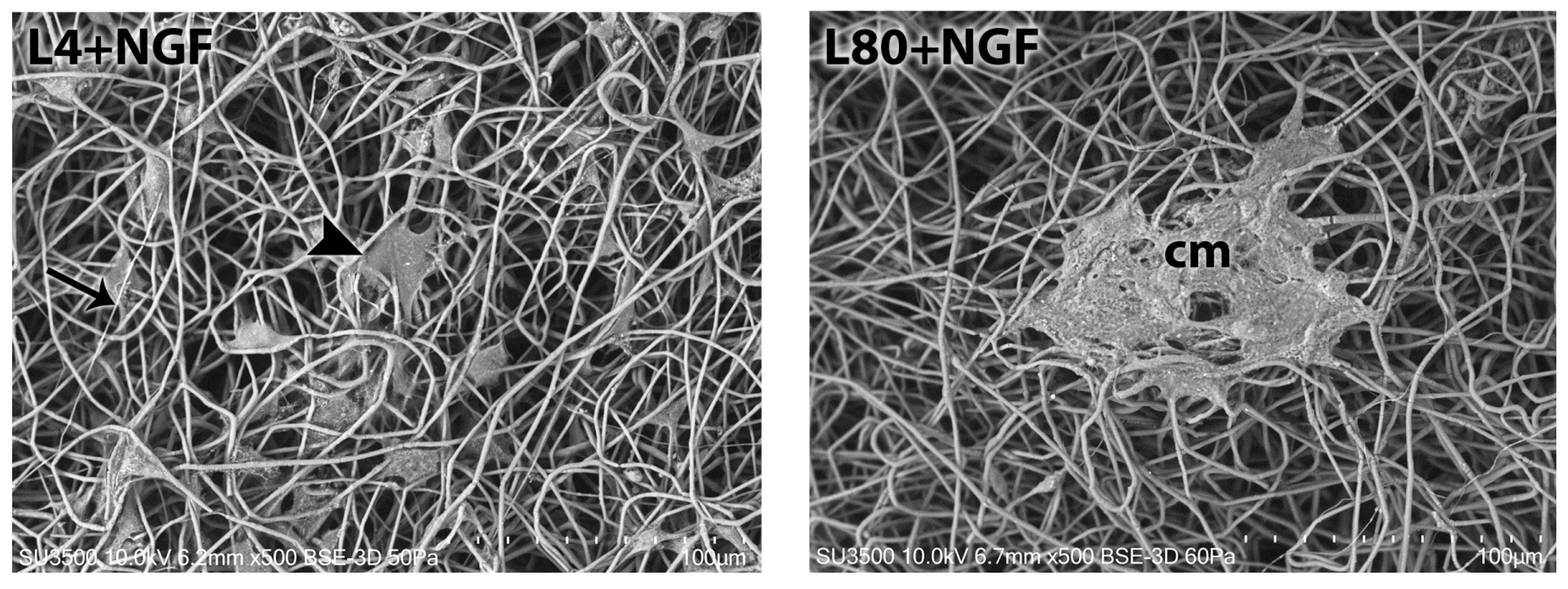 Polymers 17 02900 g007b