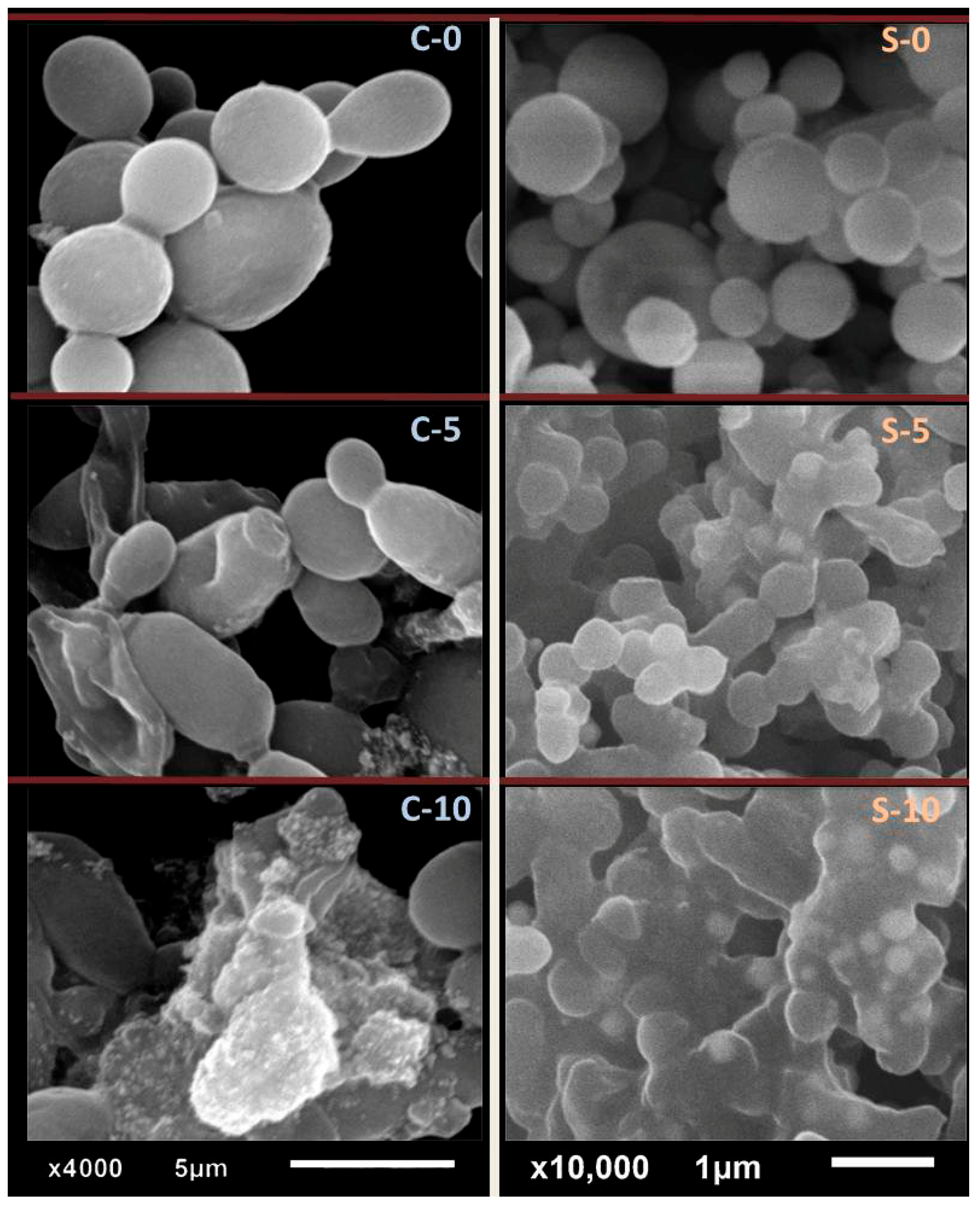 Polymers 17 02902 g004 Polymers 17 02902 g004