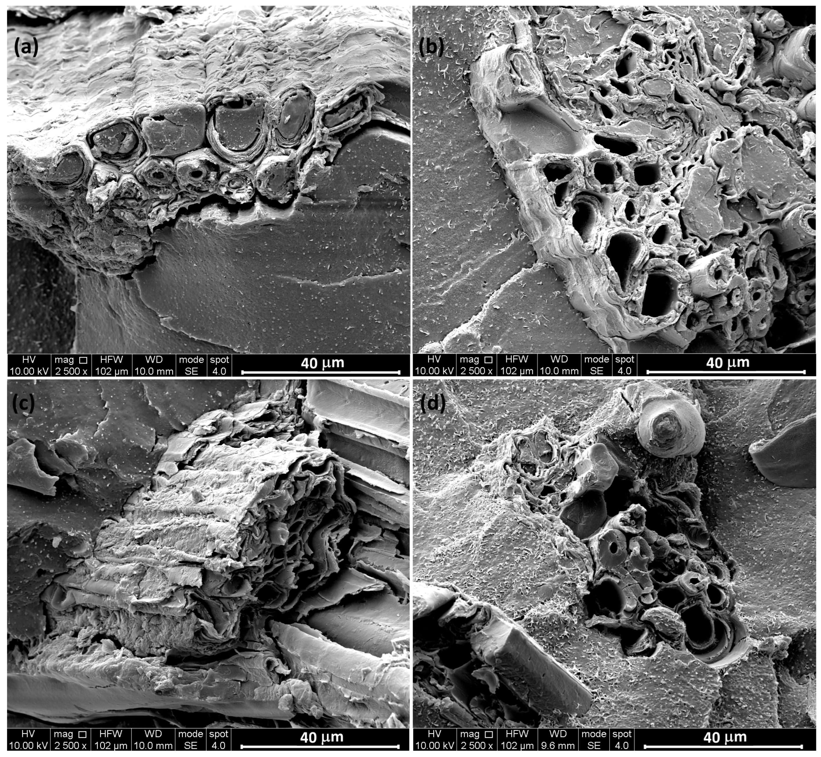 Polymers 17 02909 g003 Polymers 17 02909 g003