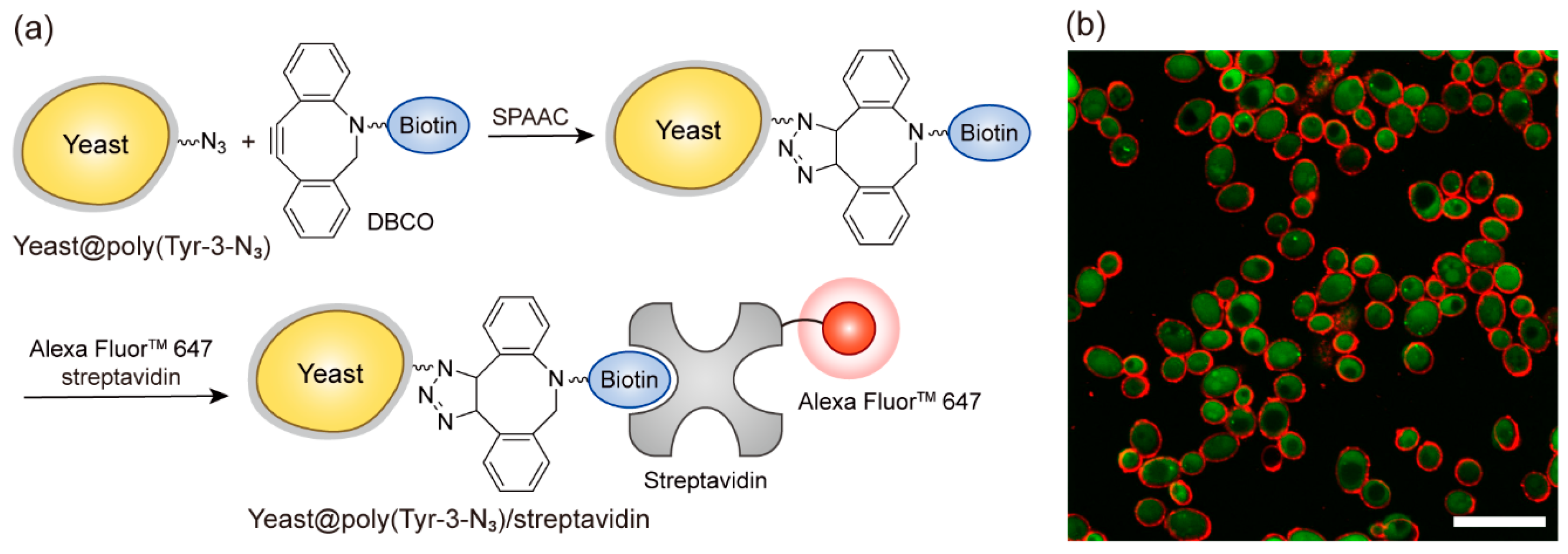 Polymers 17 02969 g005 Polymers 17 02969 g005