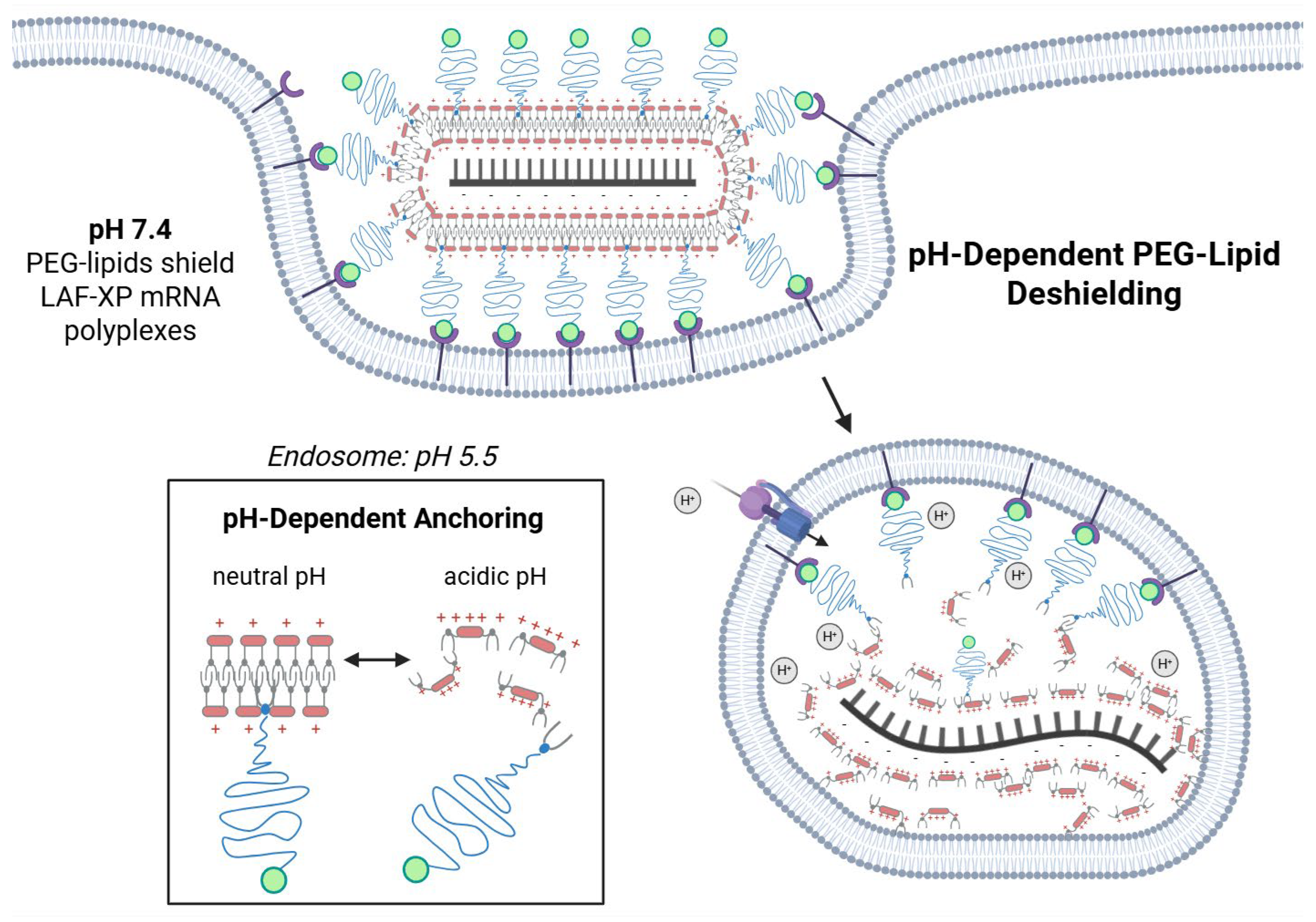 Polymers 17 02979 sch002