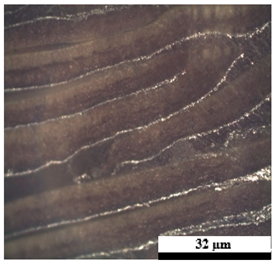 Polymers 17 02998 i002