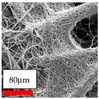 Polymers 17 03019 i007