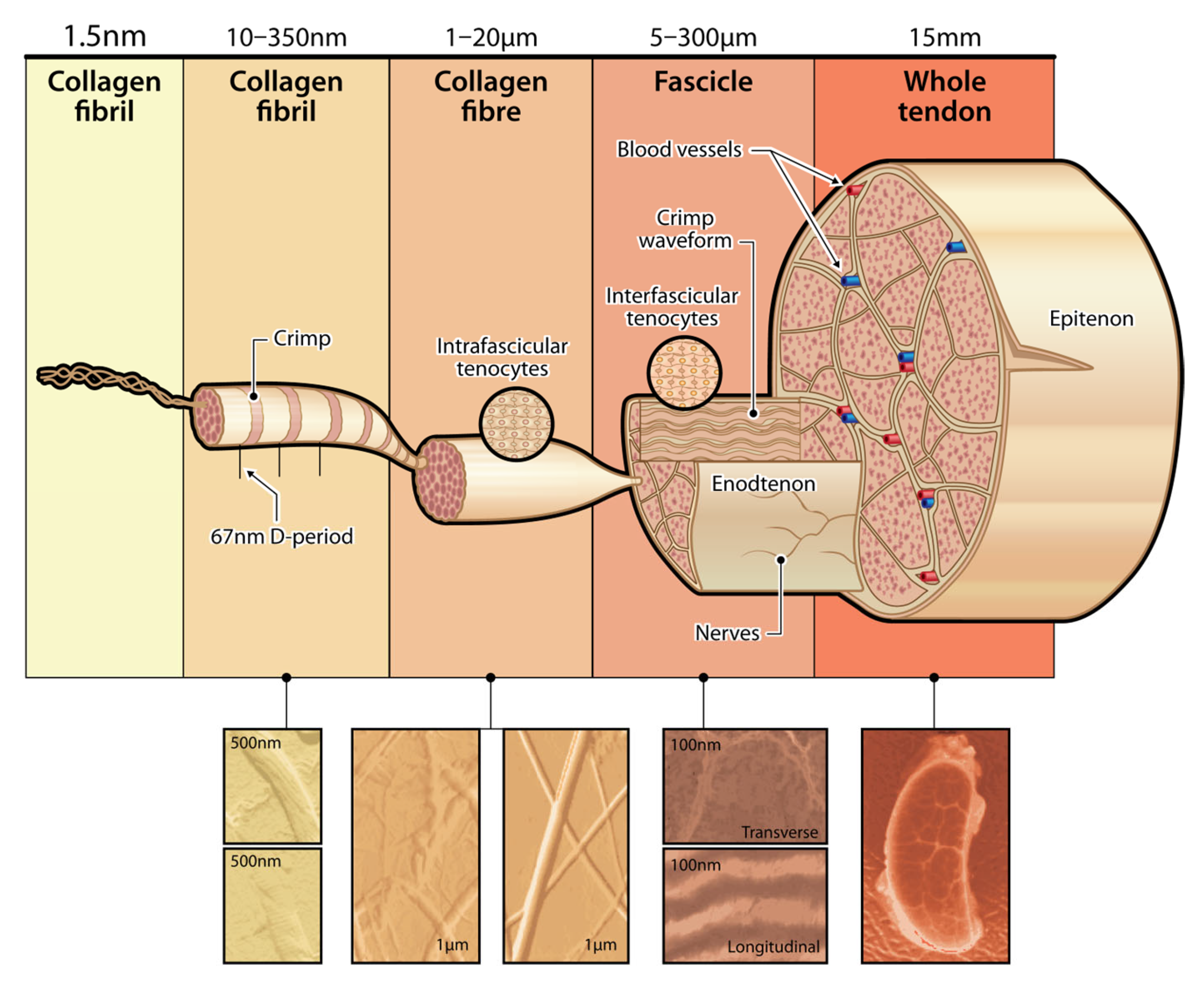 Polymers 17 03052 g002 Polymers 17 03052 g002