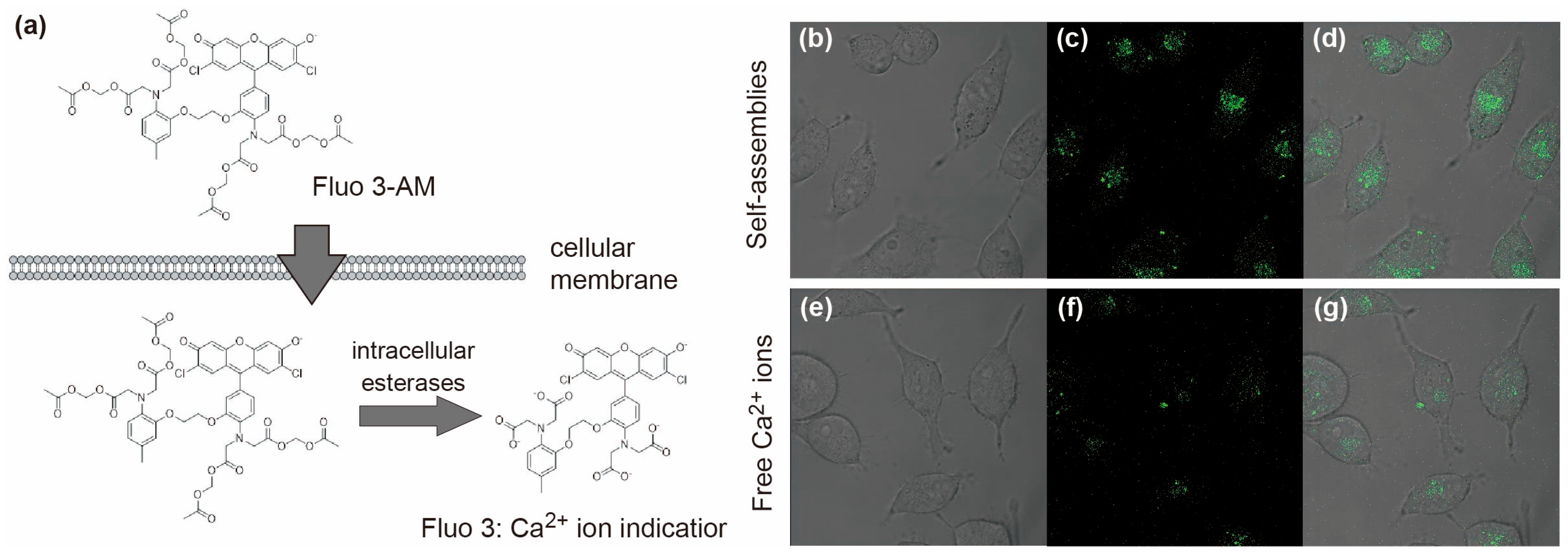 Polymers 17 03129 g006
