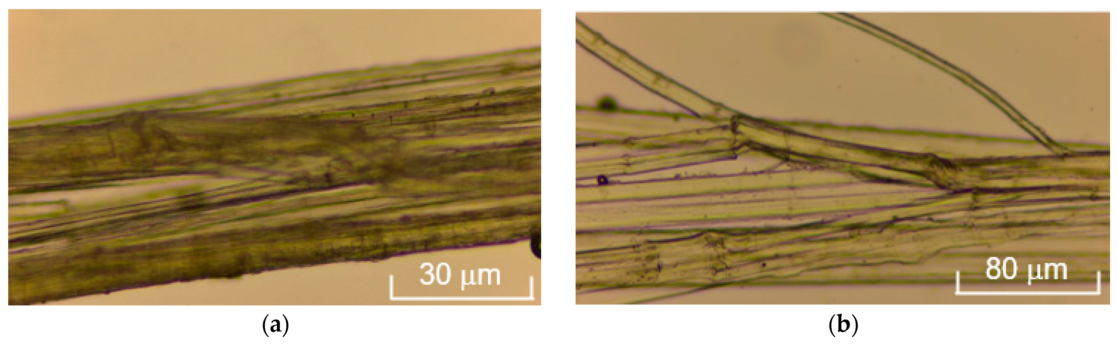 Polymers 17 03178 g013a