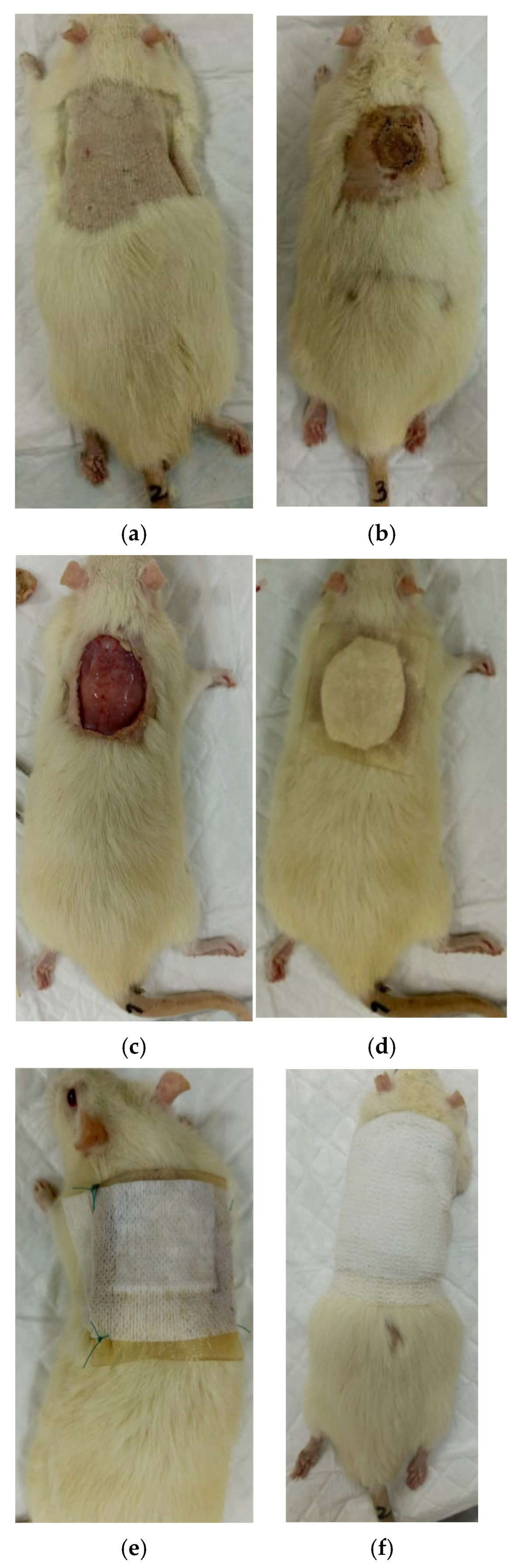 Polymers 17 03215 g001 Polymers 17 03215 g001