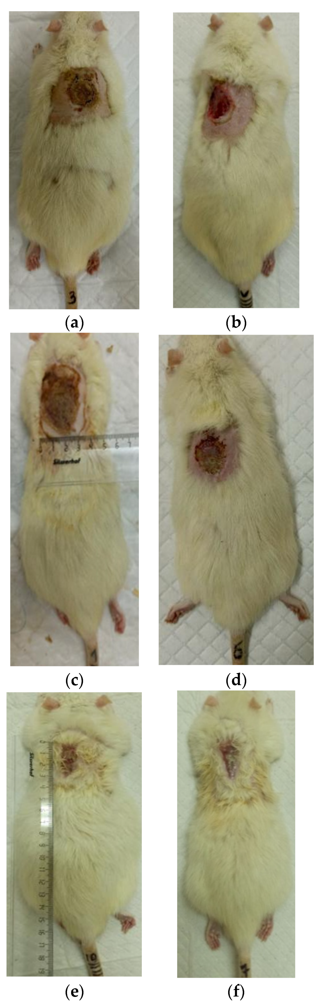 Polymers 17 03215 g005 Polymers 17 03215 g005